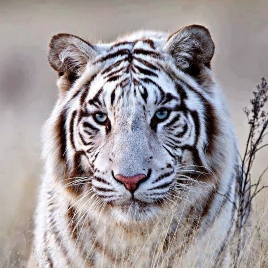 Великолепный тигр