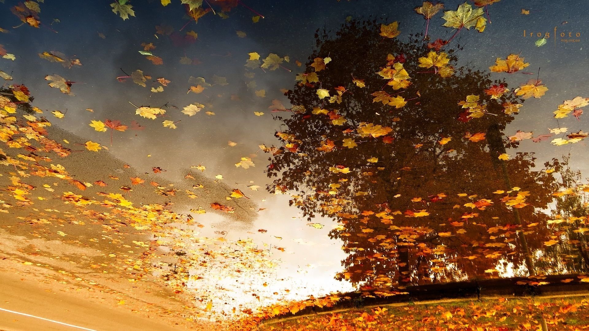 Кружится где в воздухе. Осень ветер. Осенний листопад. Осень листопад. Лист на ветру.