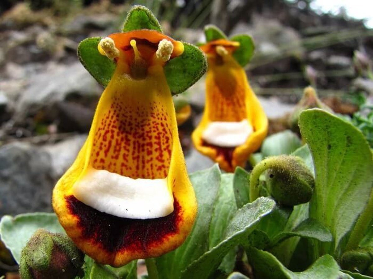 Очень интересные растения в мире. Кальцеолярия Унифлора. Цветок кальцеолярия Унифлора. Кальцеолярия одноцветковая. Счастливый инопланетянин (Calceolaria uniflora).