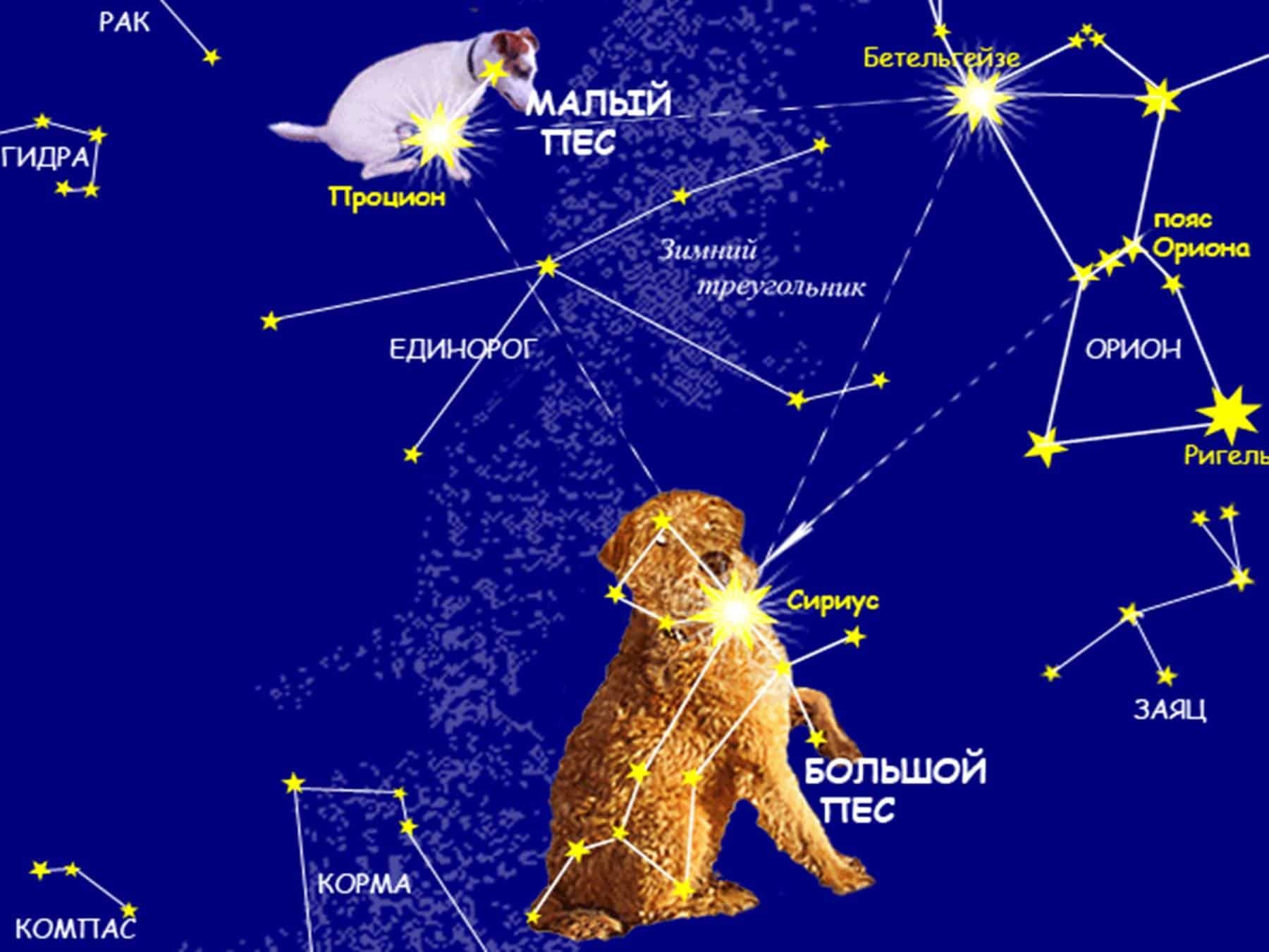 Сириус звезда какого созвездия. Самая яркая звезда в созвездии большого пса. Сириус звезда в созвездии большого пса. Малый пес Созвездие самая яркая звезда. Созвездие Сириус Альфа большого пса.