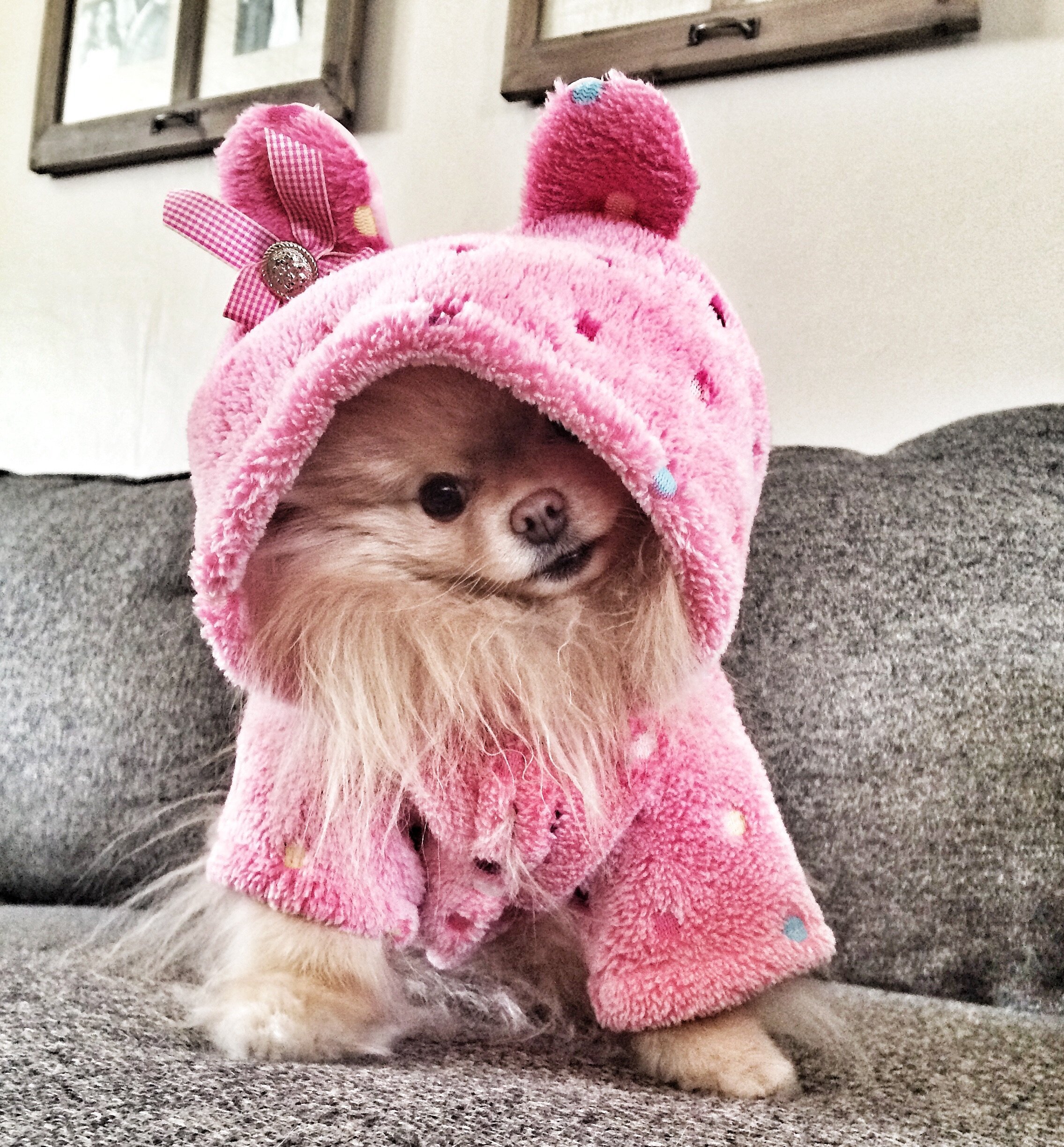 Классные милашки. Милые собачки. Милые собачки в розовом. Модные маленькие собачки. Красивая одежда для собак.