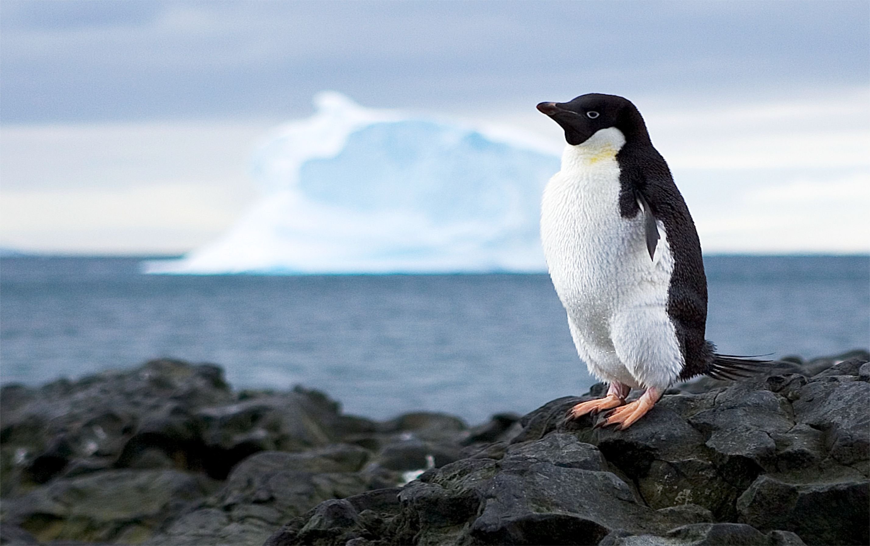 Пингвин 3 6. Белокрылый Пингвин. Пингвин Вайману. Пингвины в Антарктиде. Счастливый Пингвин.
