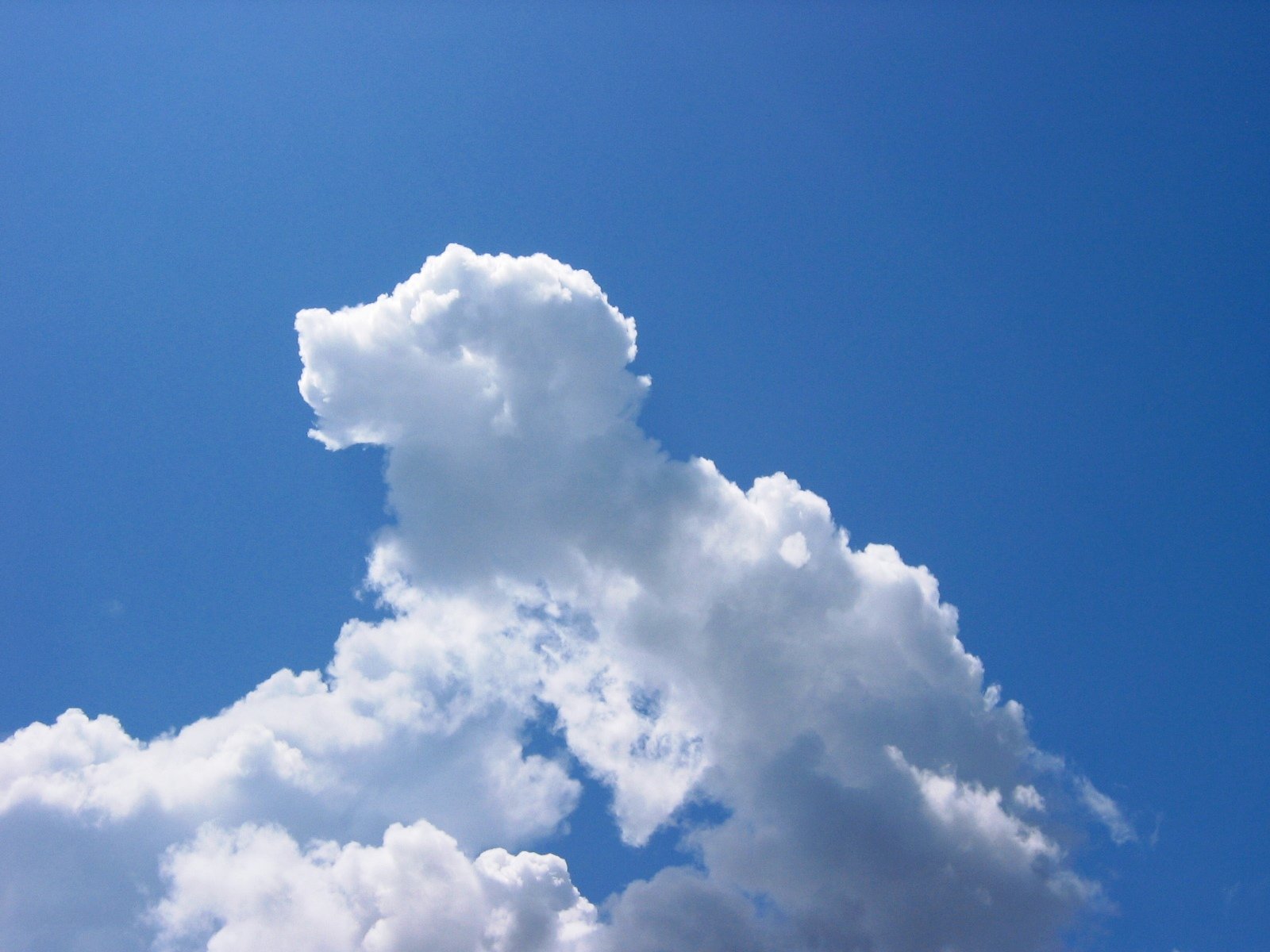 Обитатель облаков. Облака. Облака похожие на животных. Облака форма. На что похожи облака.