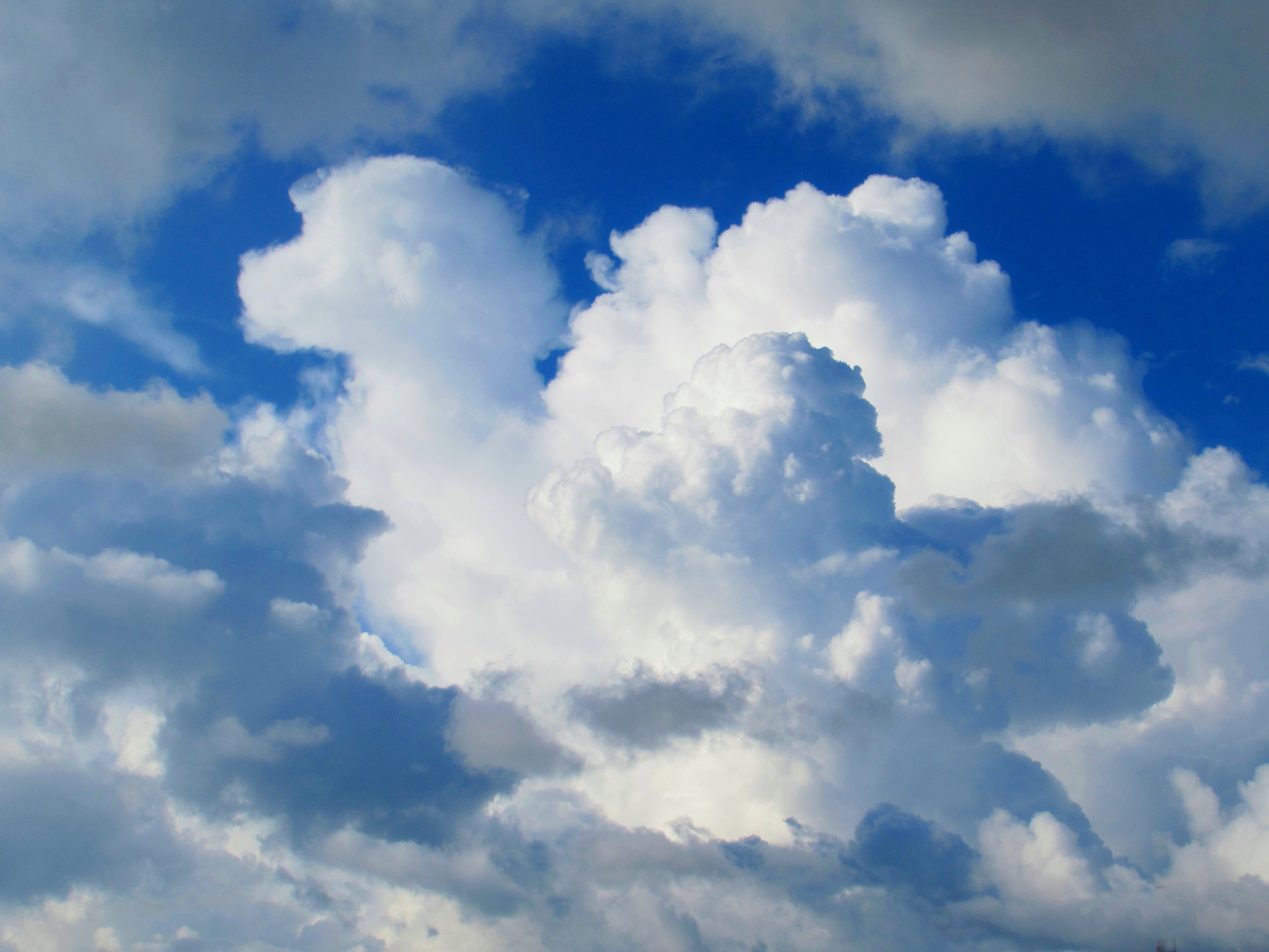 Обитатель облаков. На что похоже облако. Облака в форме животных. Кучевые облака в виде животных. Облака похожие на животных.