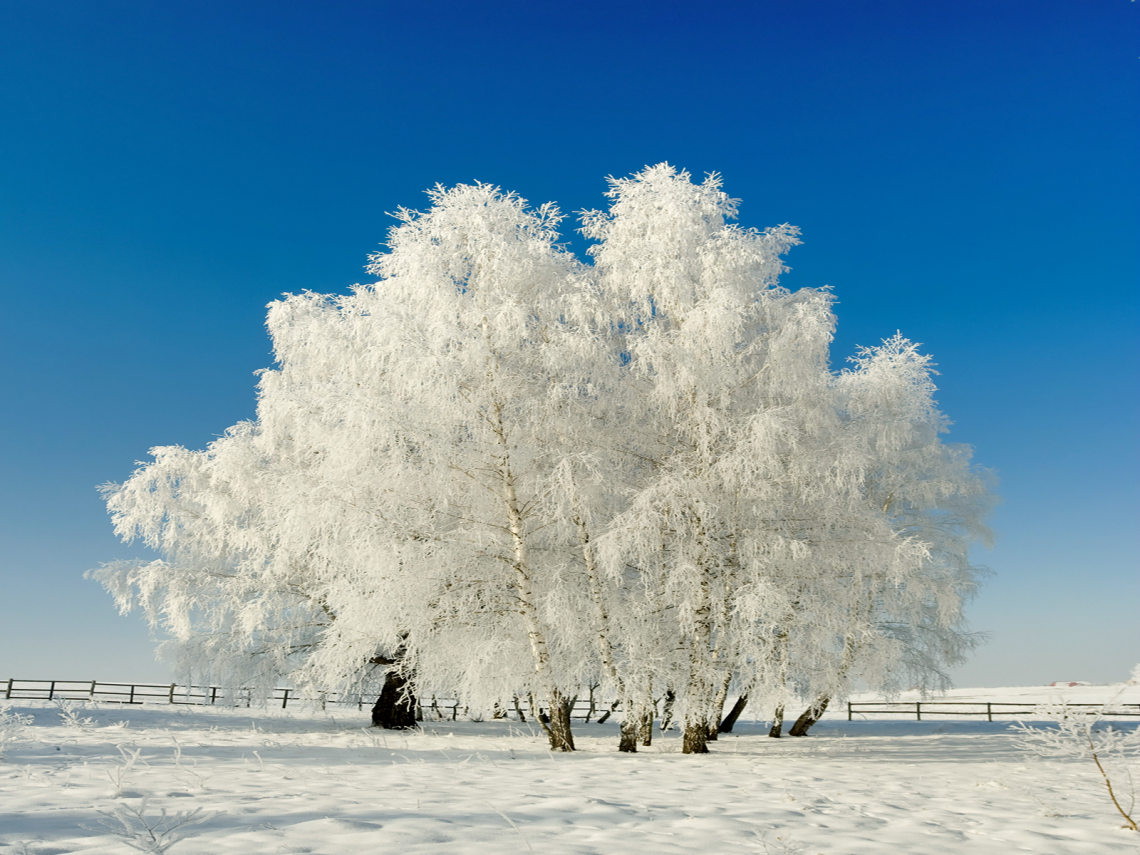 Зимнее дерево. Иней на деревьях. Деревья в снегу. Заснеженные деревья. Зима красивые деревья
