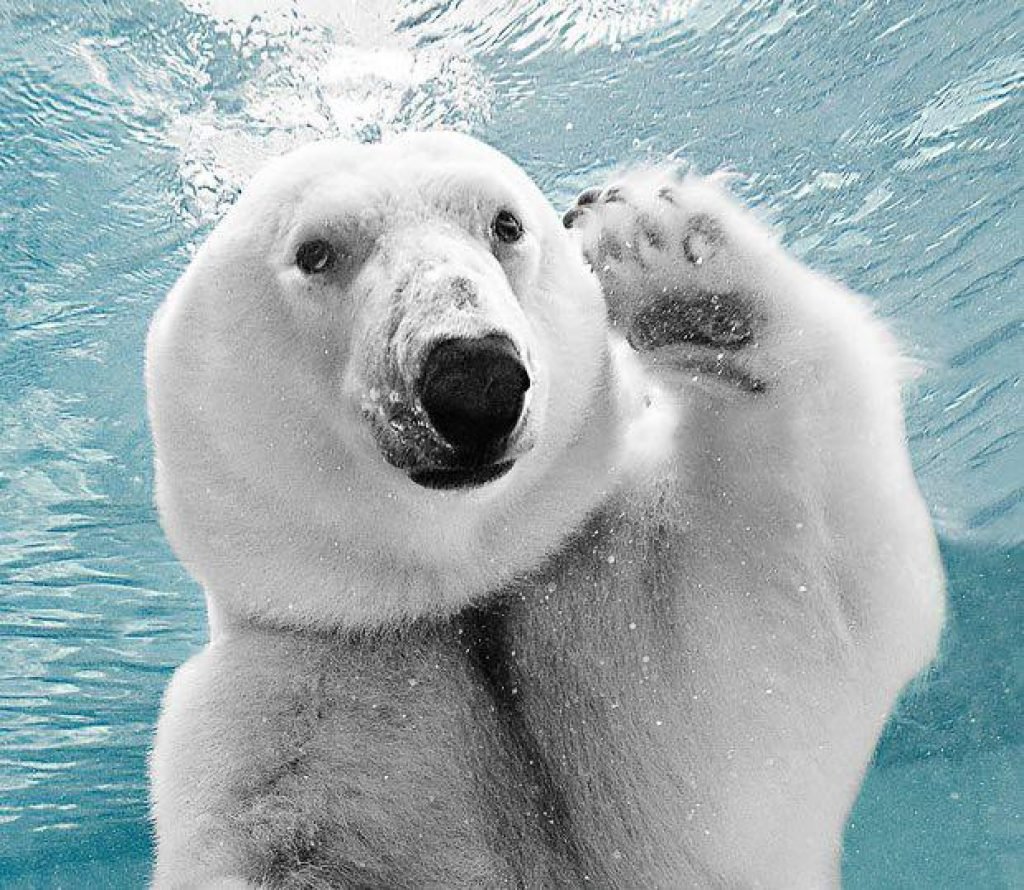 Polar bear steam фото 108