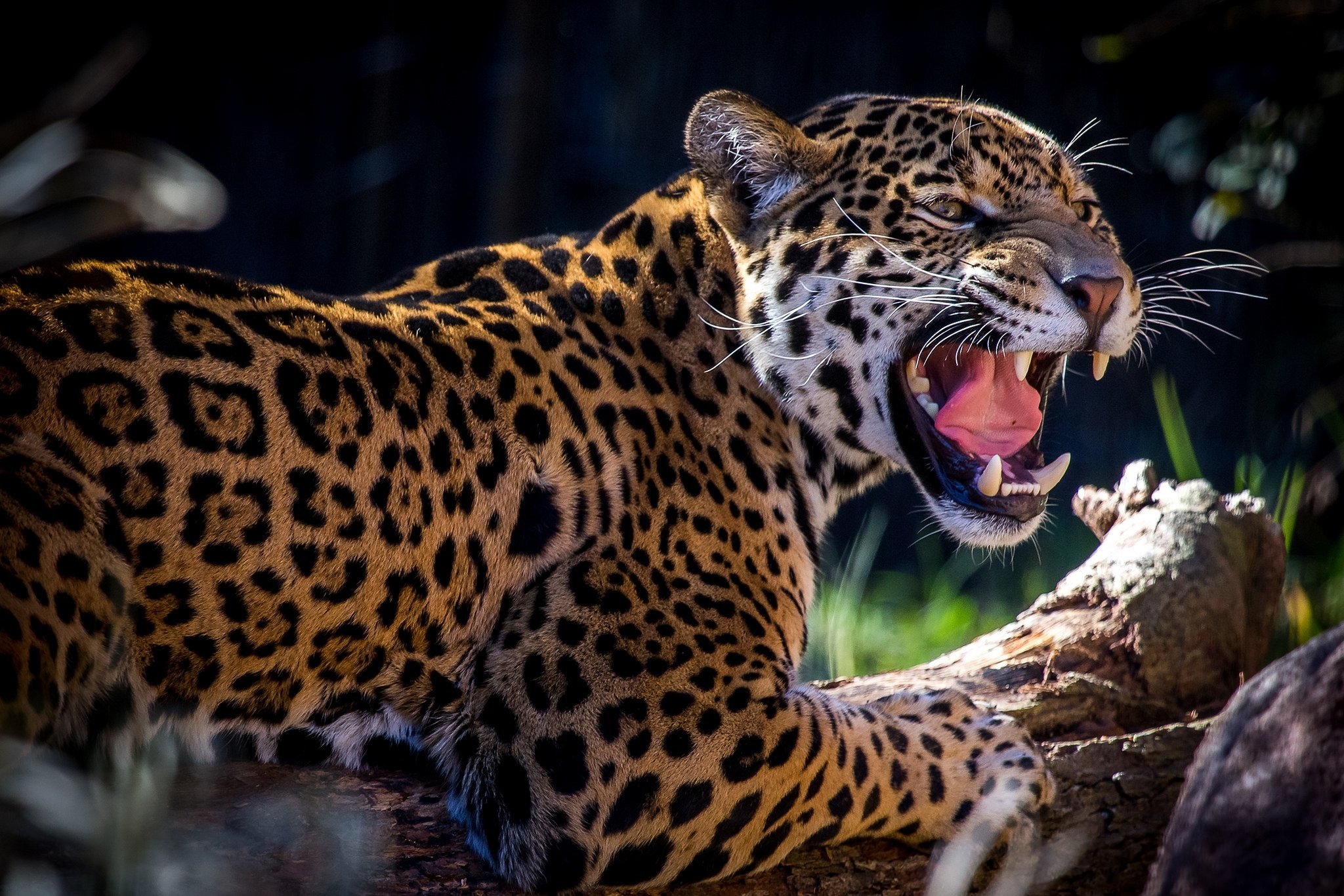 Predator animals. Оскаленный леопард. Леопард оскал. Хищный Ягуар. Ягуар животное.
