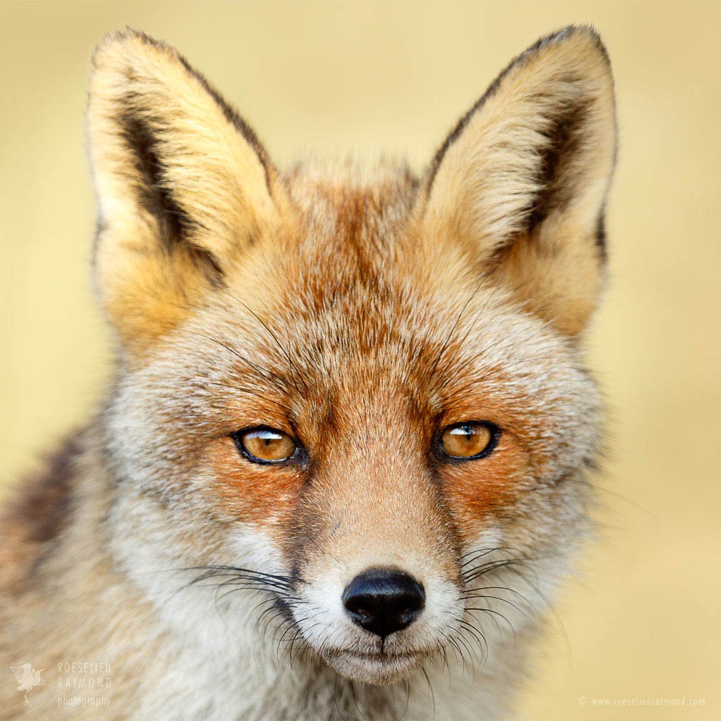 More foxes. Лисица анфас. Красивая лиса. Морда лисы. Красивая морда лисы.