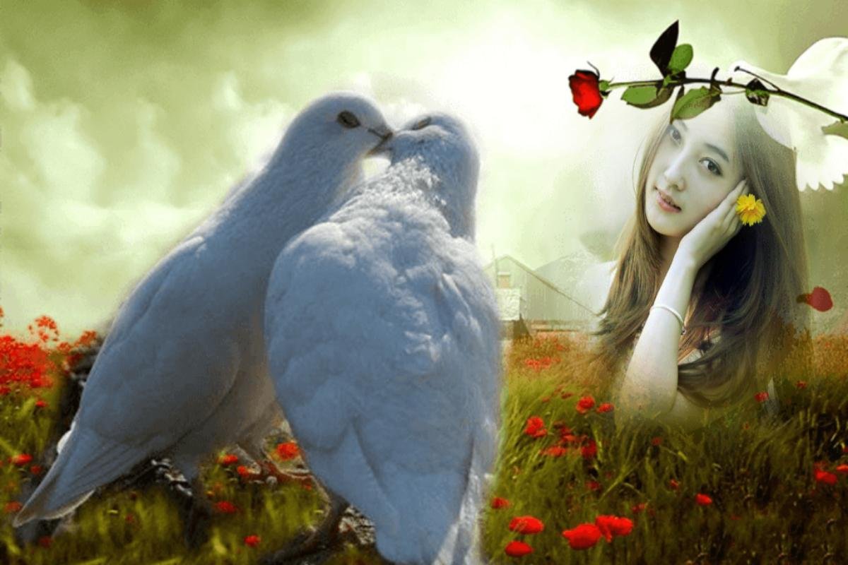 Голуби парни. Птица любви. Романтичные птицы. Голубки. Что романтичного в птичках.