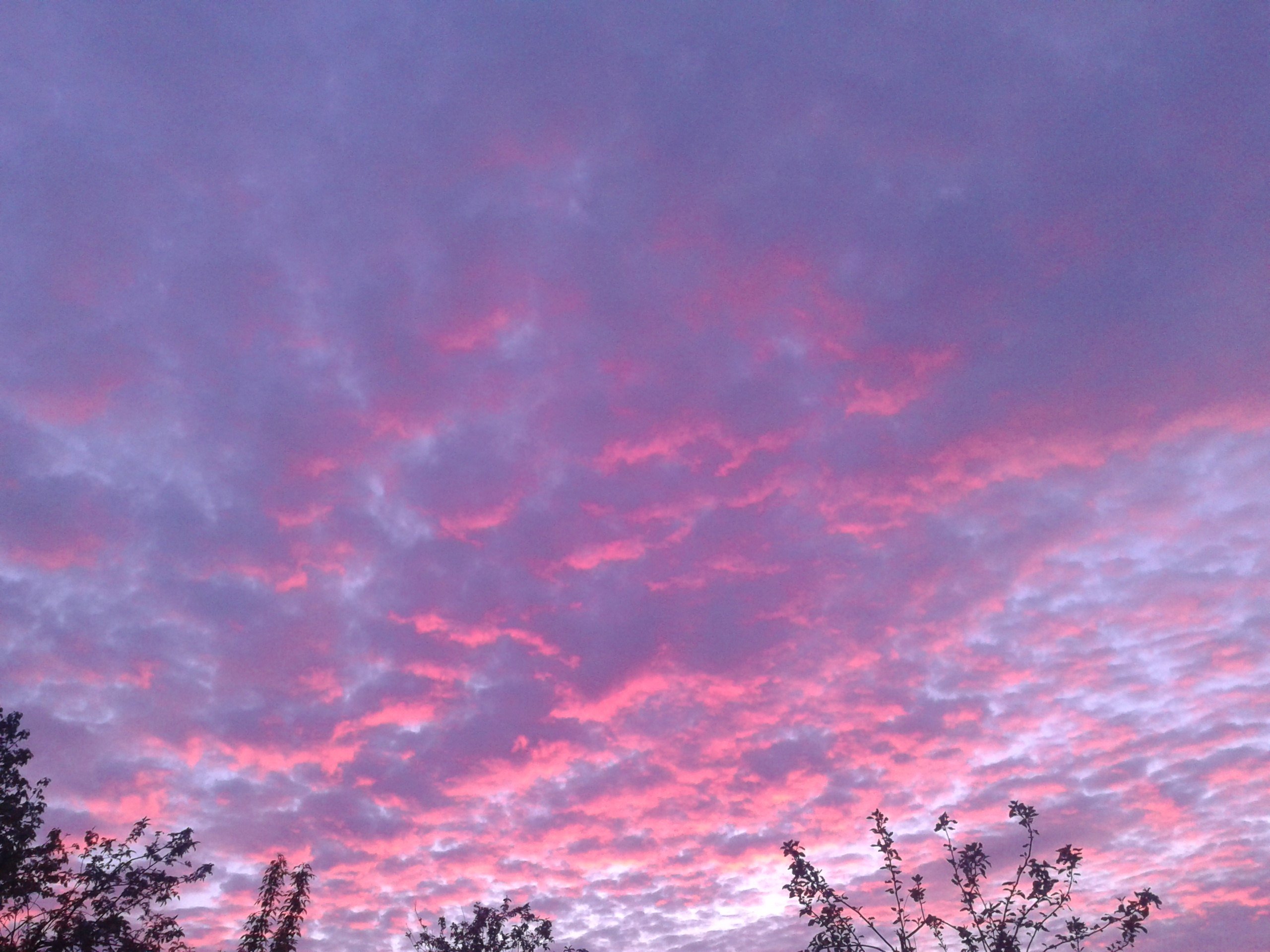 Фон снизу. Розовое небо. Красивое небо. Облака. Розовое облако.
