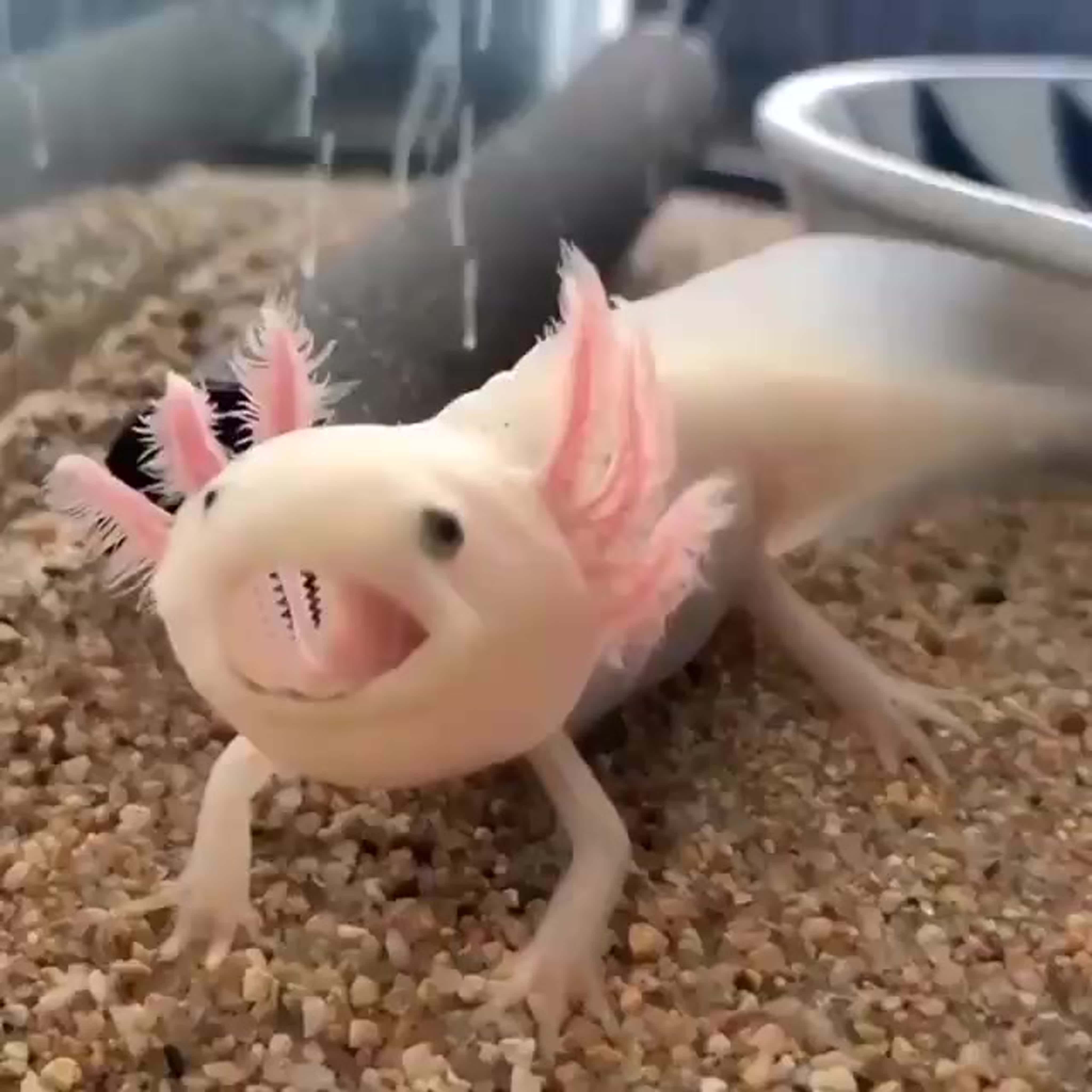 Axolotl Video