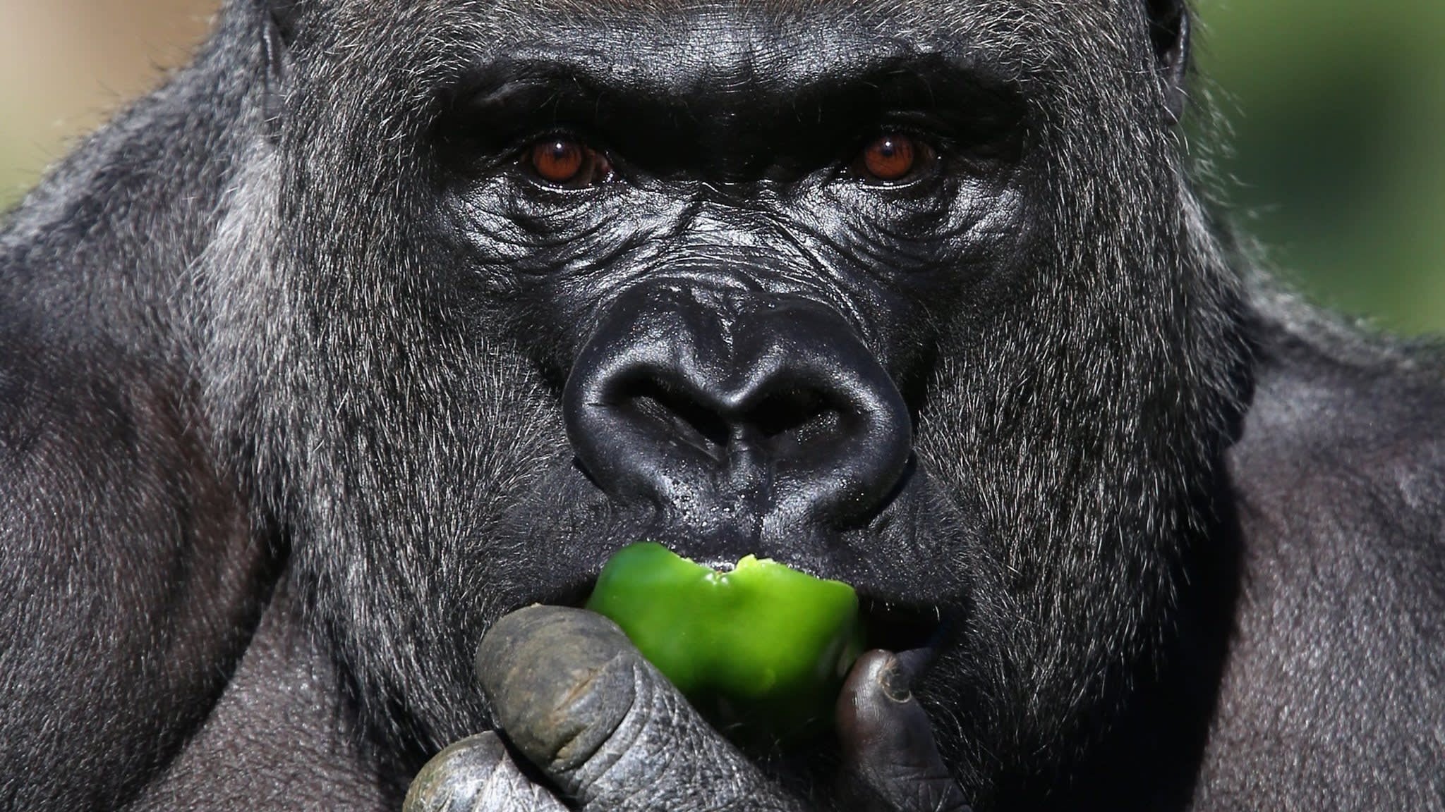 Сколько стоит горилла
