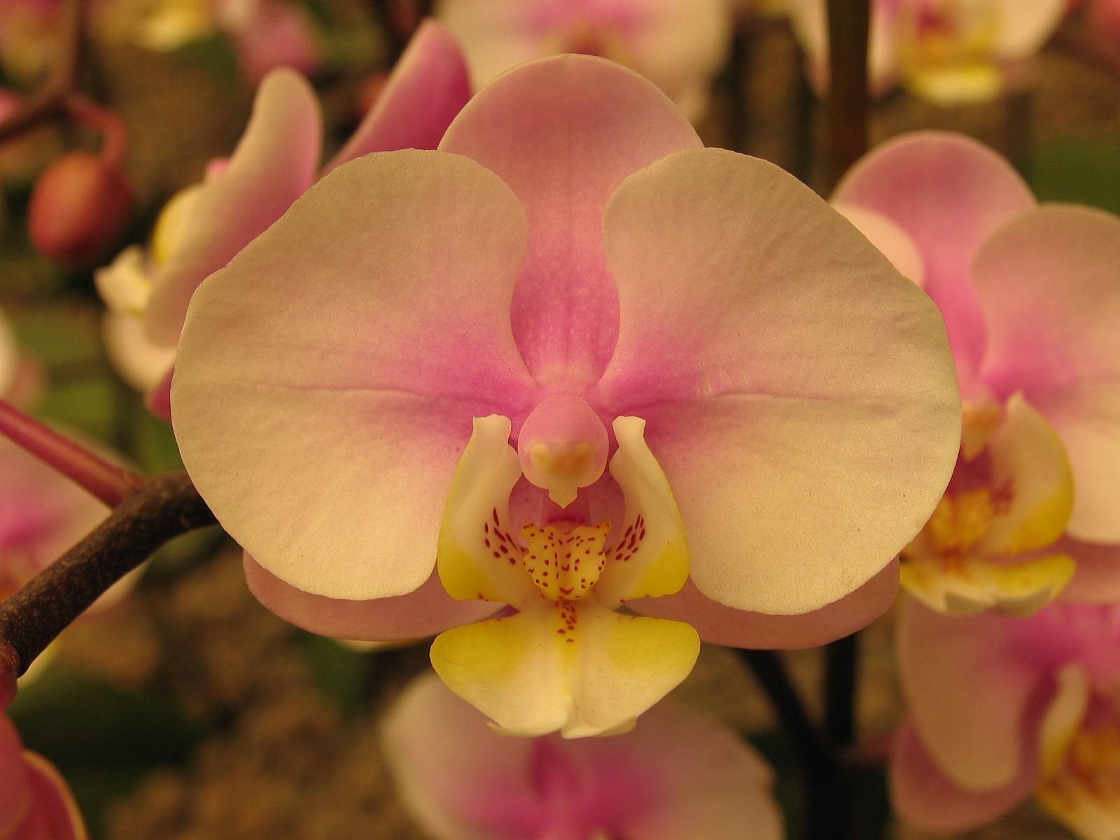 Орхидеи желто розовые. Фаленопсис Girona. Орхидея фаленопсис легато. Фаленопсис Фуллер Сансет. Орхидея Phalaenopsis legato.