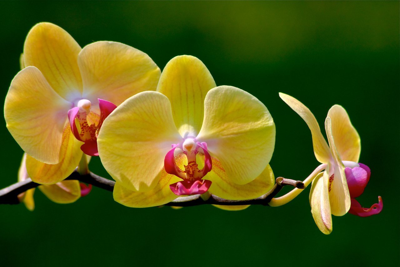 Красно желтая орхидея. Карибиан Дрим Орхидея. Орхидея фаленопсис Caribbean Dream. Фаленопсис Тропикал Дрим. Фаленопсис Дреам.