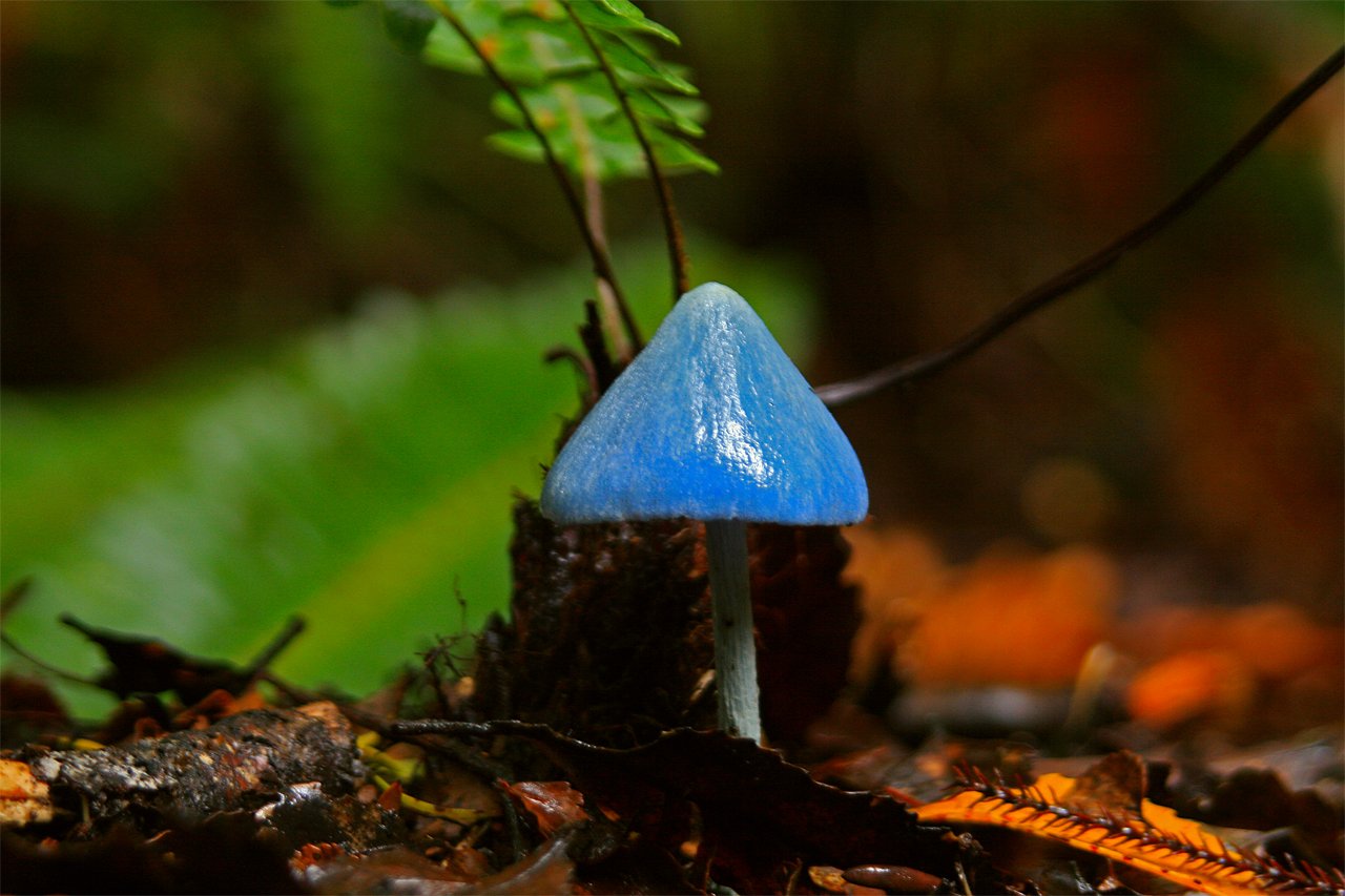 Живой синий гриб