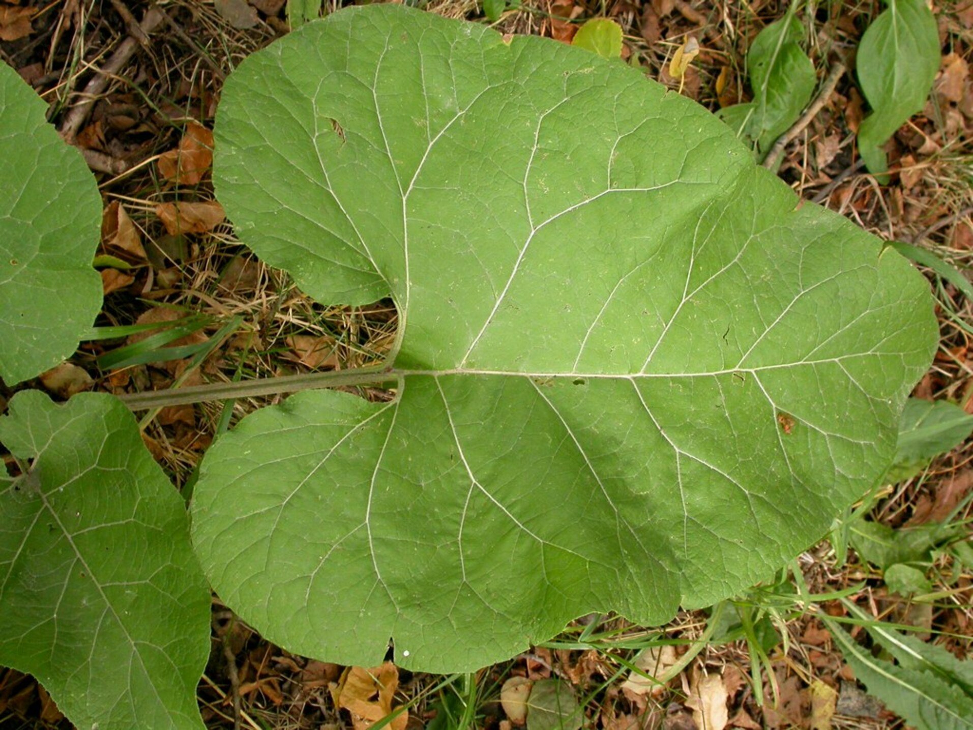 Покажи лопух. Листья лопуха большого. Лопух обыкновенный. Репейник листья. Корень лопуха (Arctium Lappa).