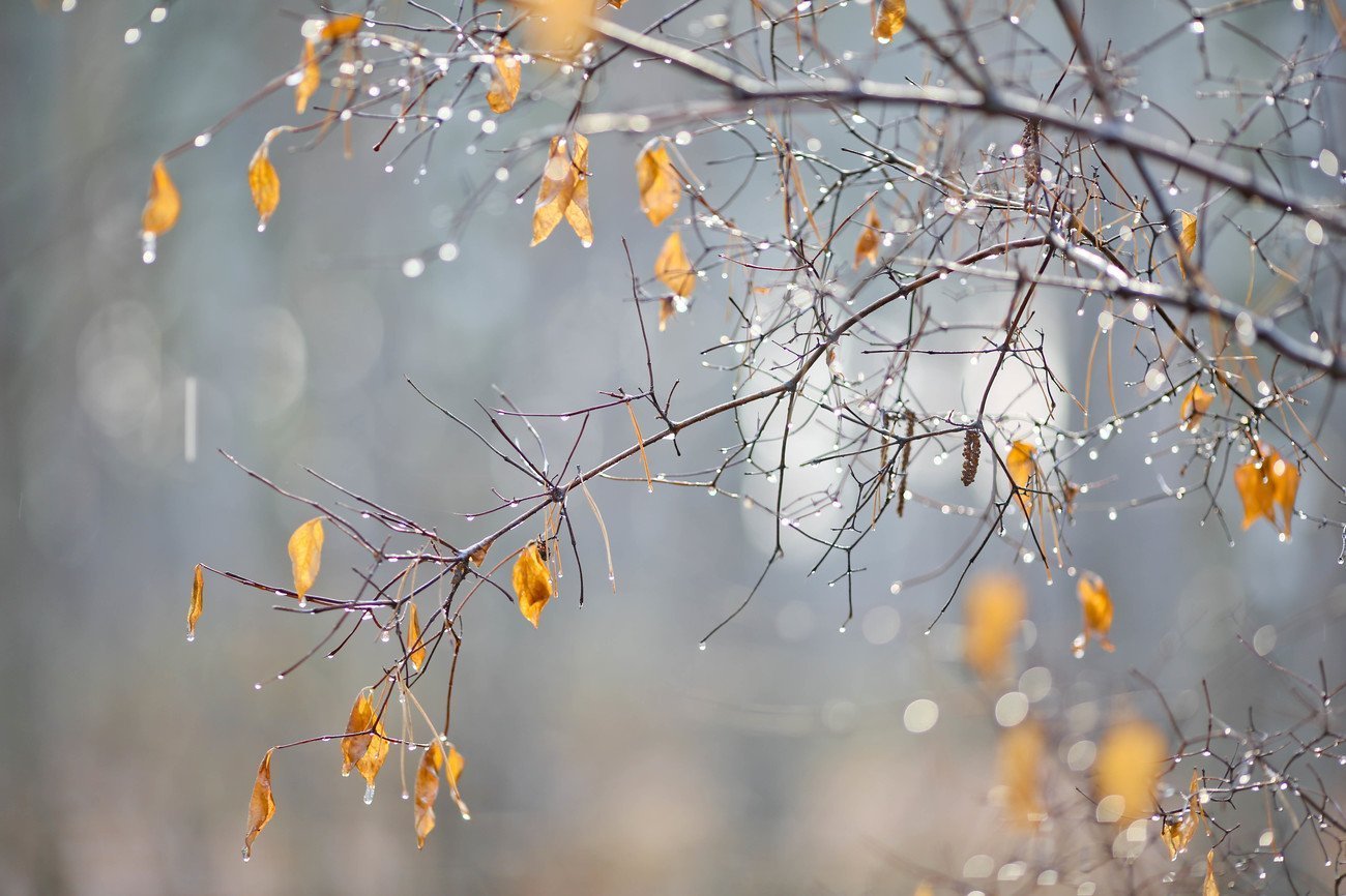 Ноябрьские картинки. Осень снег. Осень ноябрь. Поздняя осень дождь. Поздняя дождливая осень.