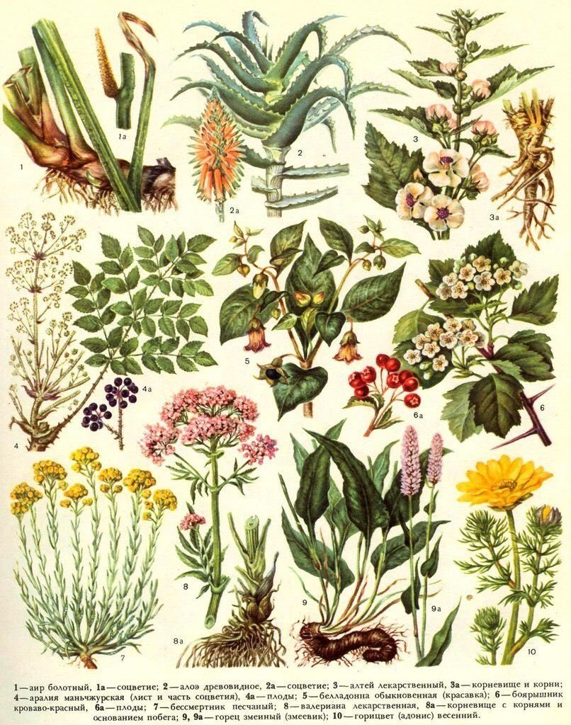 Полные названия растений. Лекарственные растения. Лечебные травы. Травянистые растения. Лечебные растения.