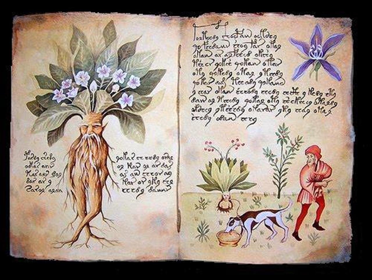 Лекарственные растения в древности