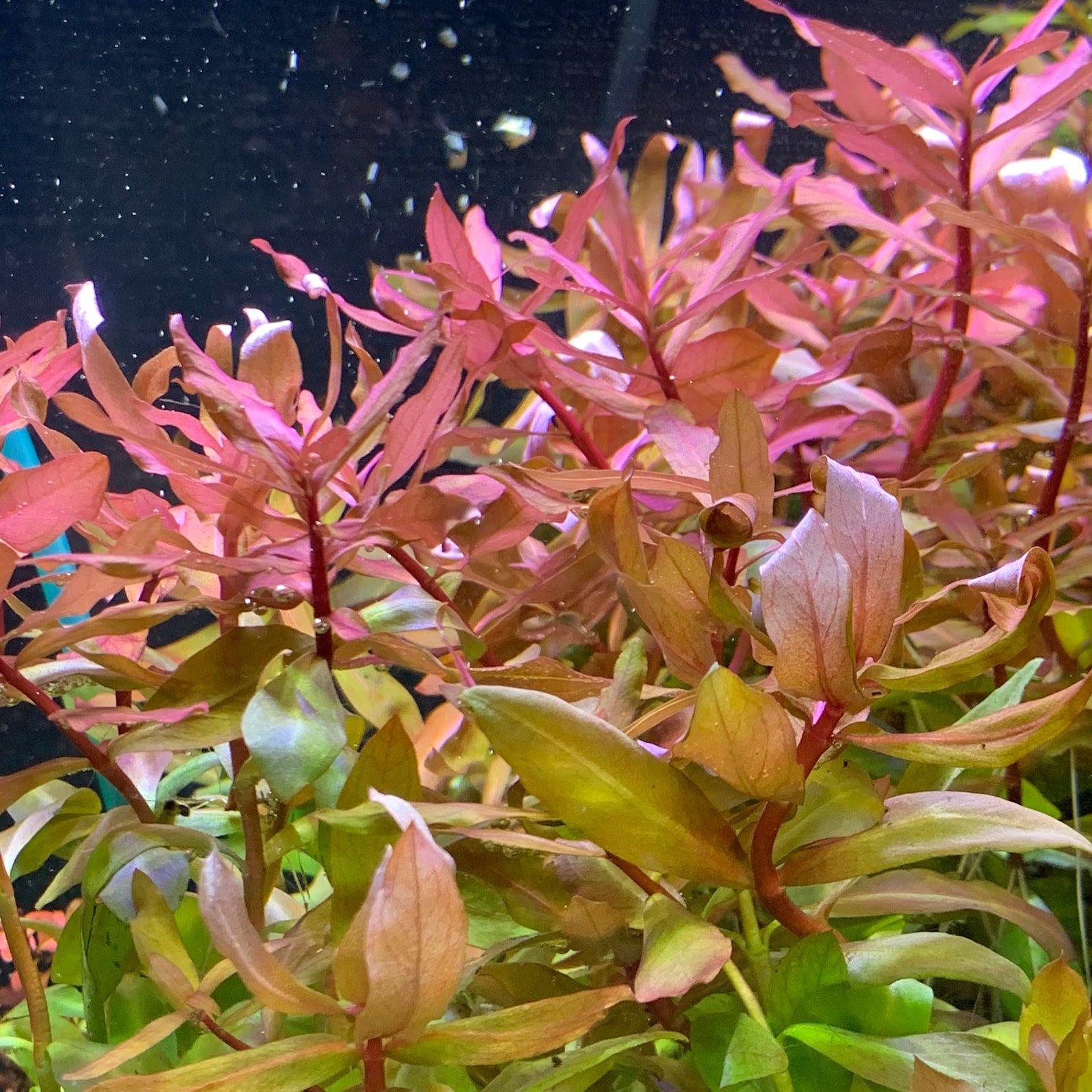 Амания. Ammania gracilis. Аммания Сулавеси. Аммания Сулавеси аквариумное. Аммания Грацилис аквариумное растение.