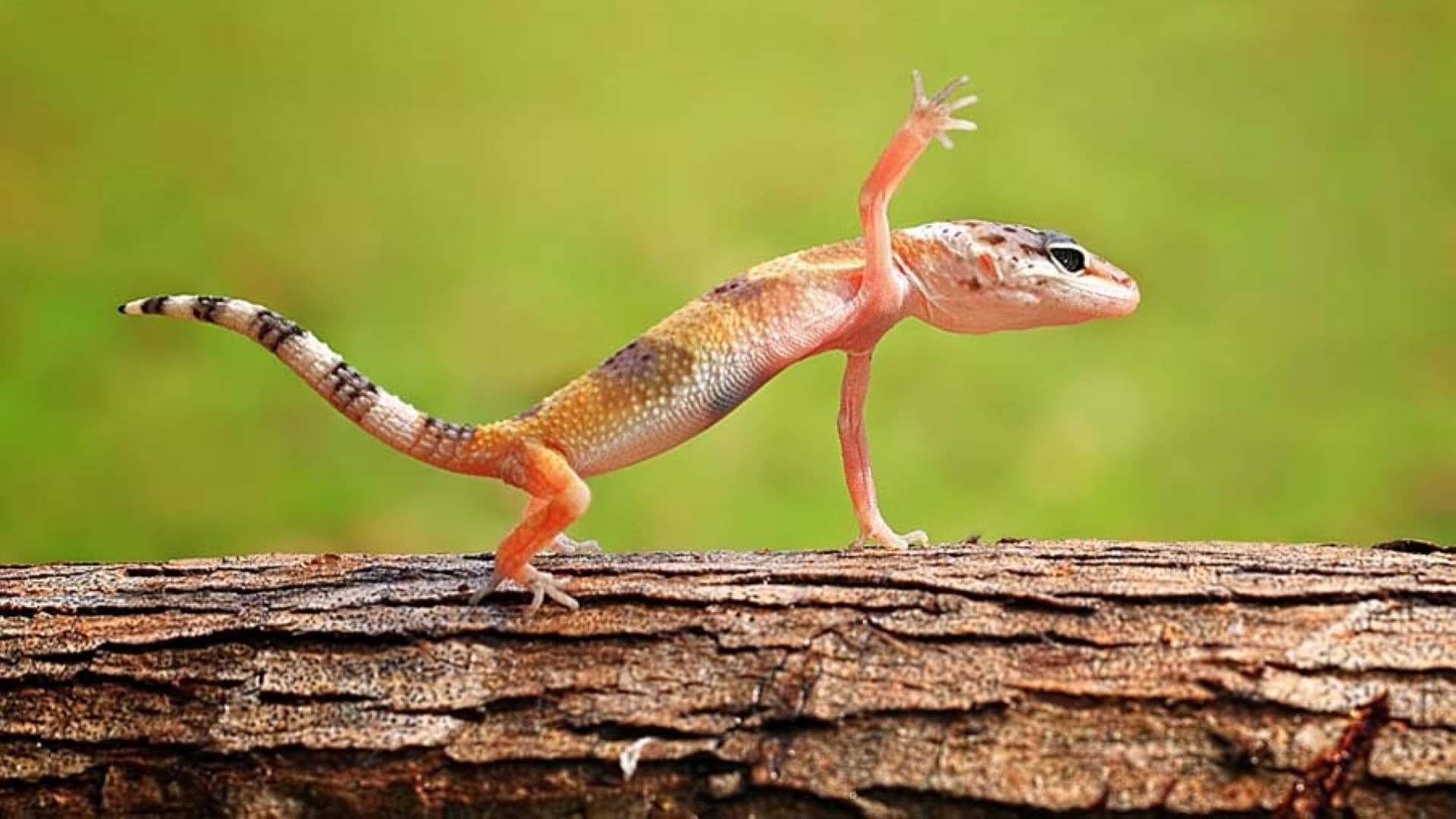 Ящерица это насекомое. Австралийский толстохвостый геккон. Ящерица эублефар. Гадюковый геккон. Сцинк агама.