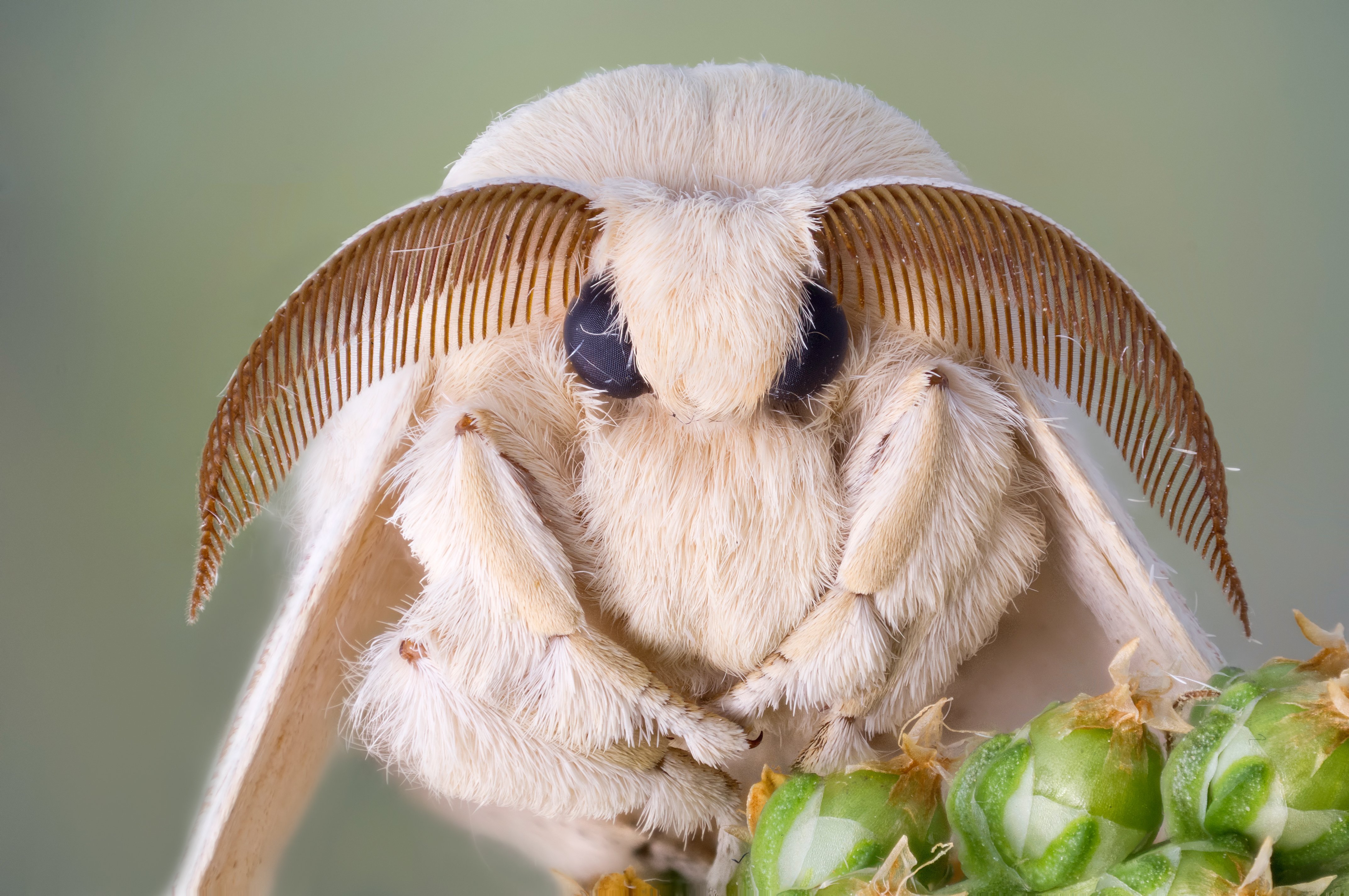 Тутовый шелкопряд вид. Тутовый шелкопряд бабочка. Мотылек тутового шелкопряда. Венесуэльский пуделевый мотылек. Венесуэльский пуделевый мотылек тутовый шелкопряд.