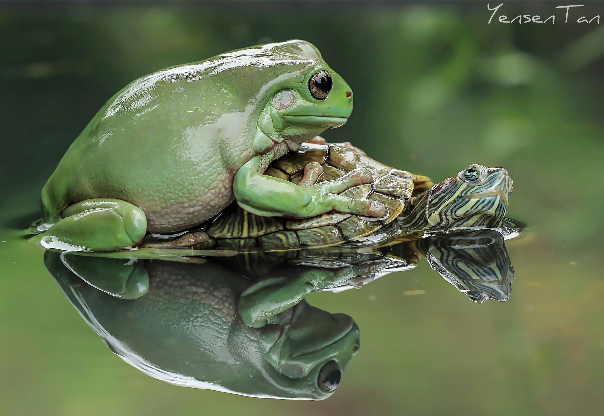 Лягушка это какое животное. Жаба хищник. Танто Йенсен — индонезийский фотограф. Жаба и лягушка.