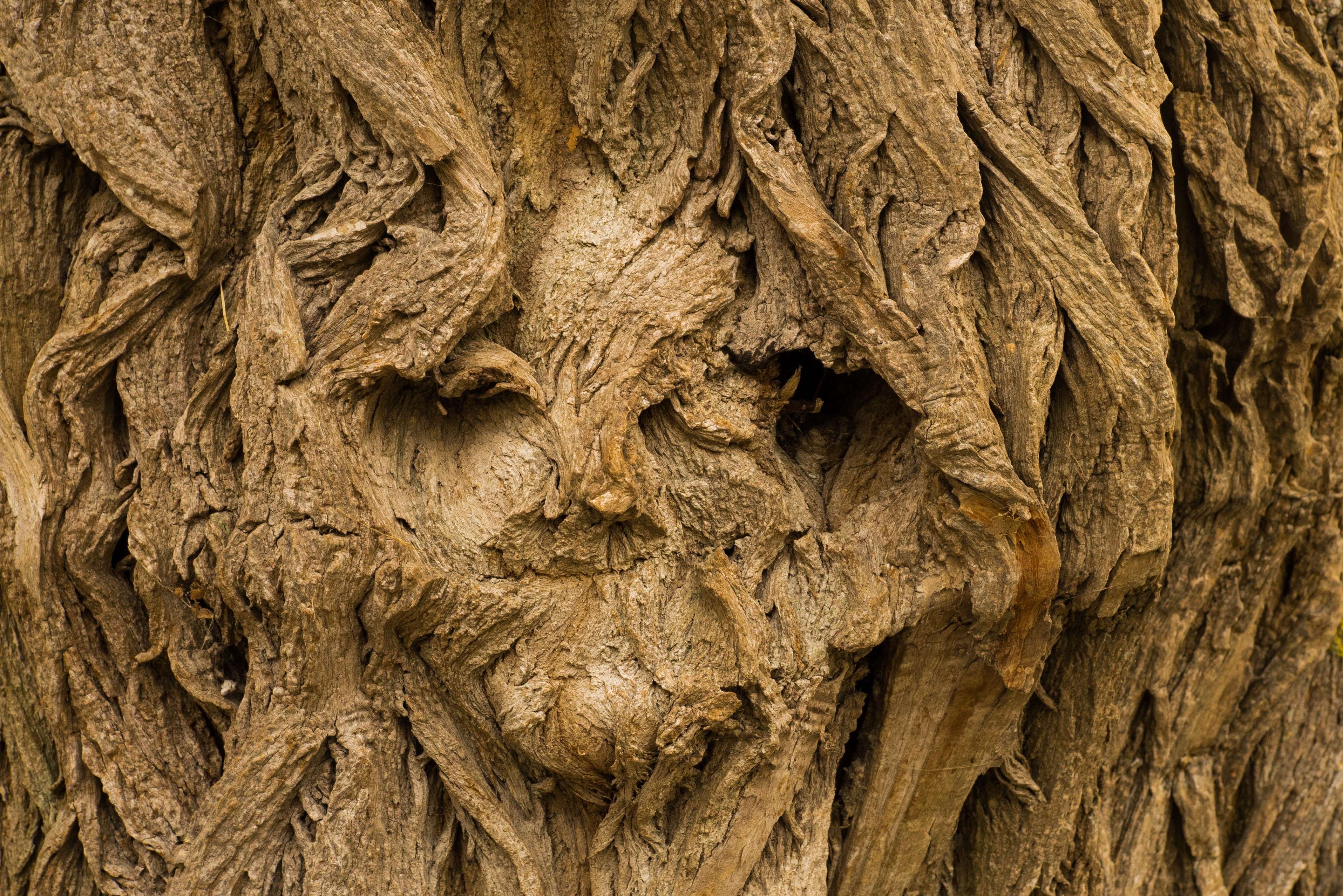 Древесный. Кора дерева. Деревья с необычной корой. Необычная фактура древесины. Текстура коры дерева.