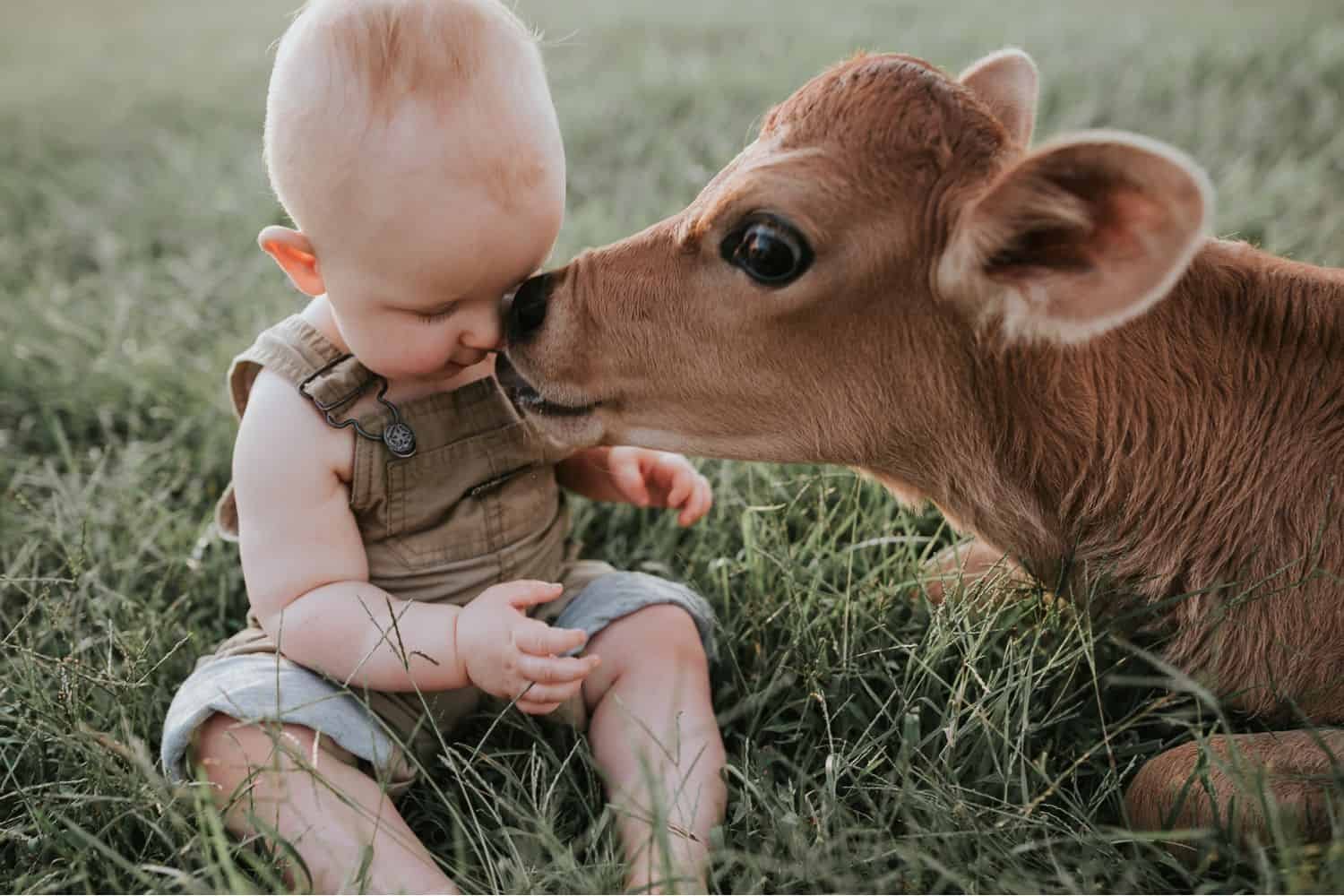 Воспитание детей животные. Дети с животными. Теленок. Корова для детей. Теленок для детей.