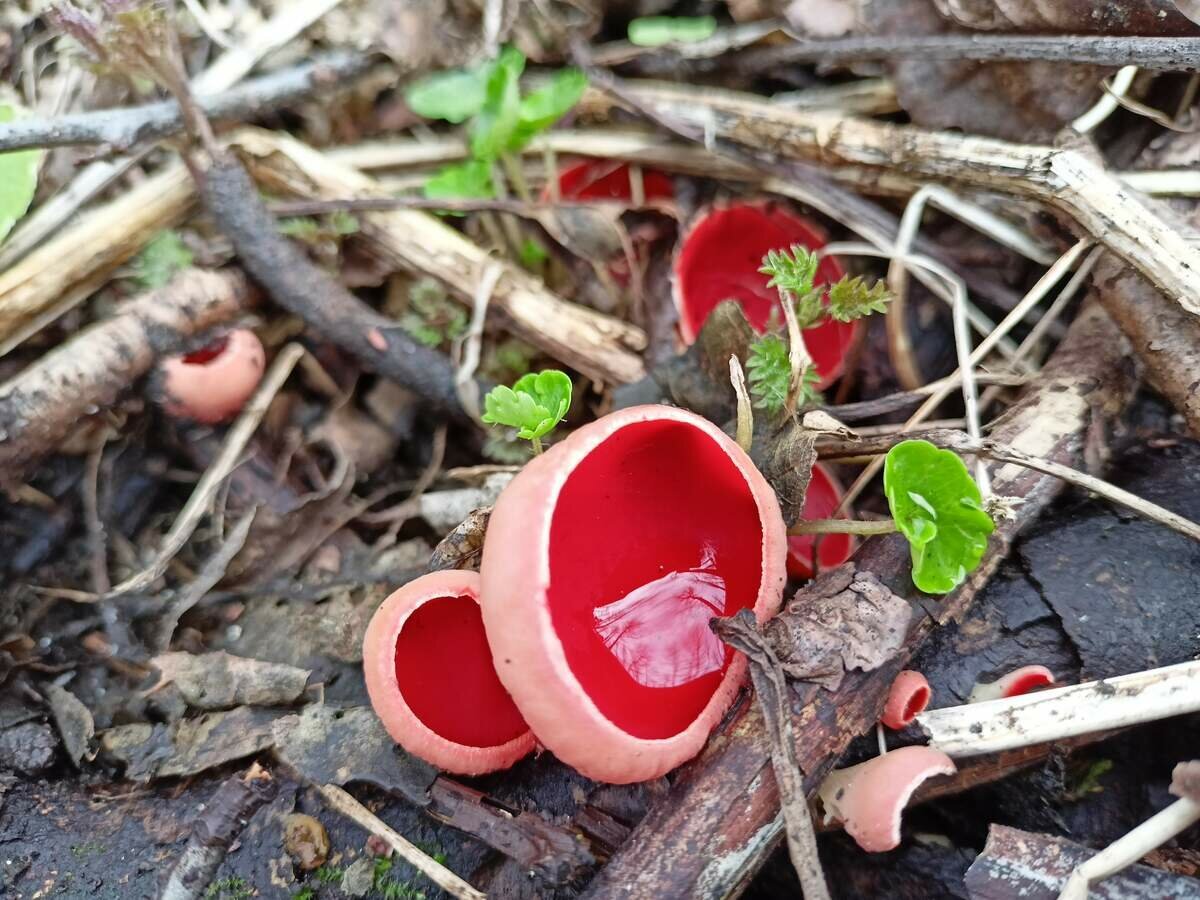 Весенние грибы красного цвета