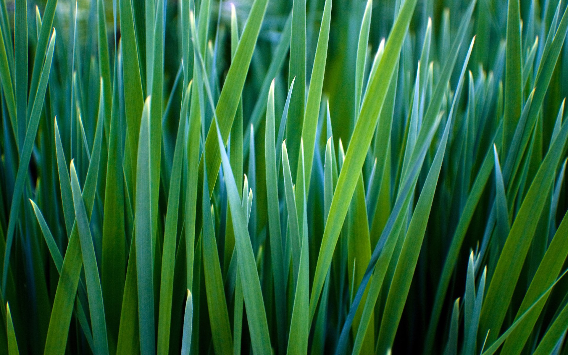 Grass plant. Зелёно голубая Осока. Зелёные растения. Зеленая трава. Сочная трава.