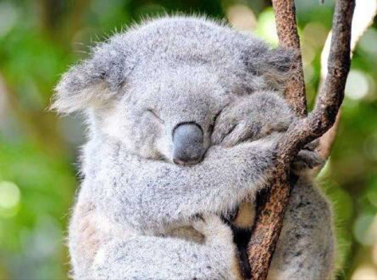 Сколько спят коалы. Коала. Пушистая коала. Милые коалы.