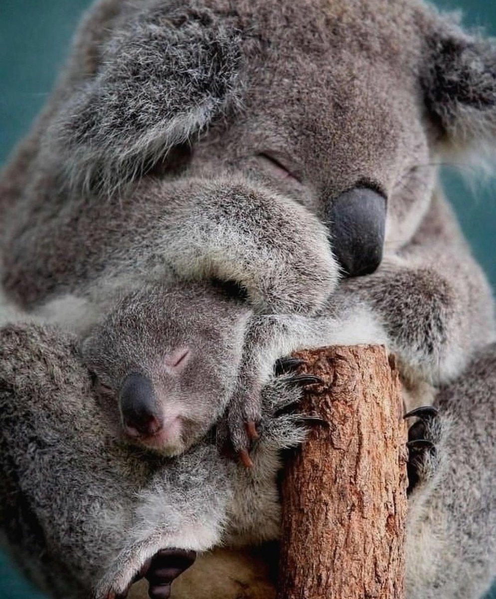 Спящие коалы