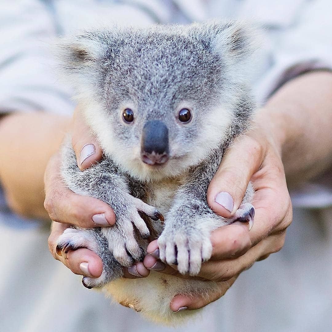 Милая коала. Квинслендская коала. Коала с детенышем. Сумчатый медведь коала обитает. Мишка коала с детенышем.