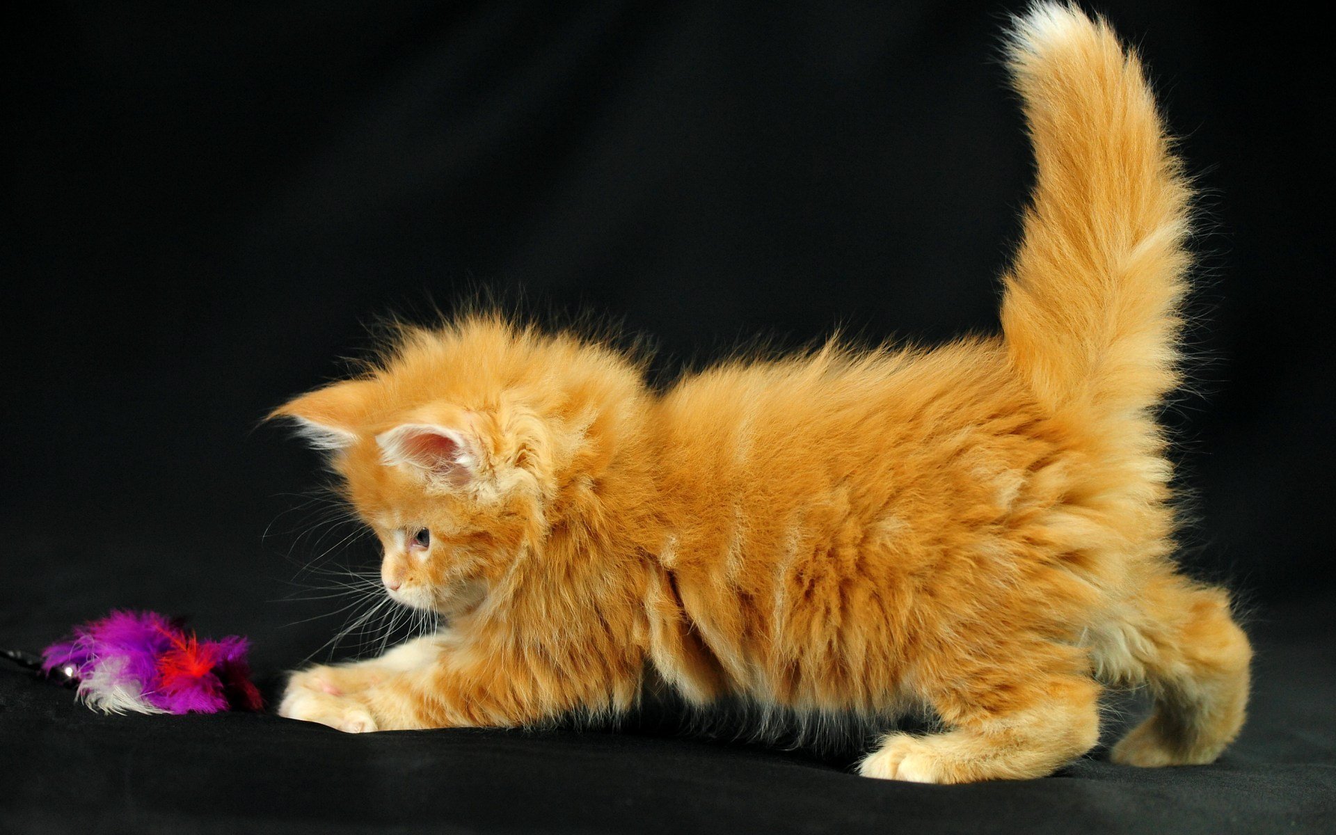 Как называется киса. Манчкин и Мейн кун. Манчкин рыжий котенок. Манчкин кот пушистый рыжий. Мейн кун рыжий маленький.