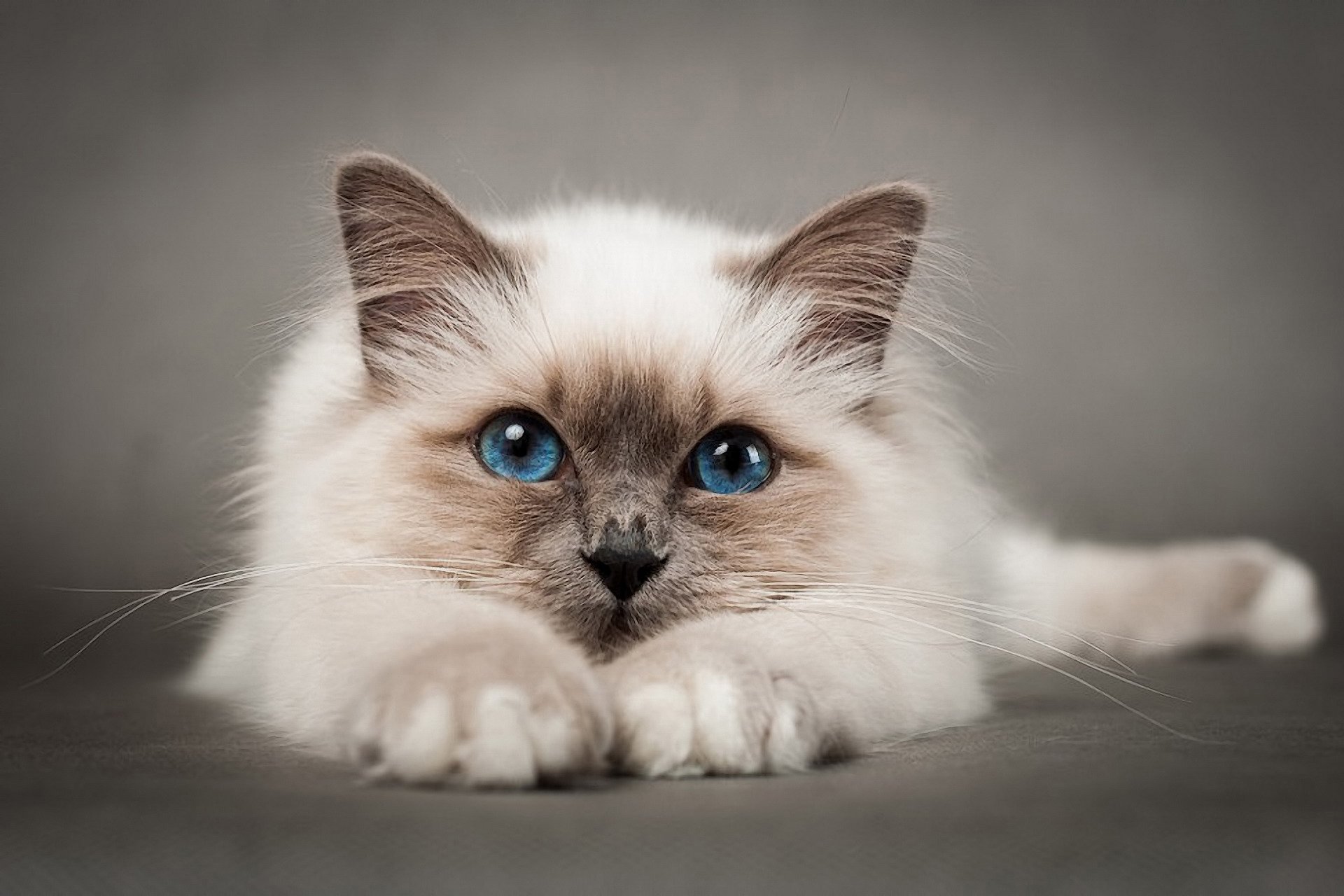 Как называется киса. Бирманская кошка котята. Кошка Рэгдолл голубоглазый. Бирманская голубая кошка. Бирманская голубоглазая кошка.