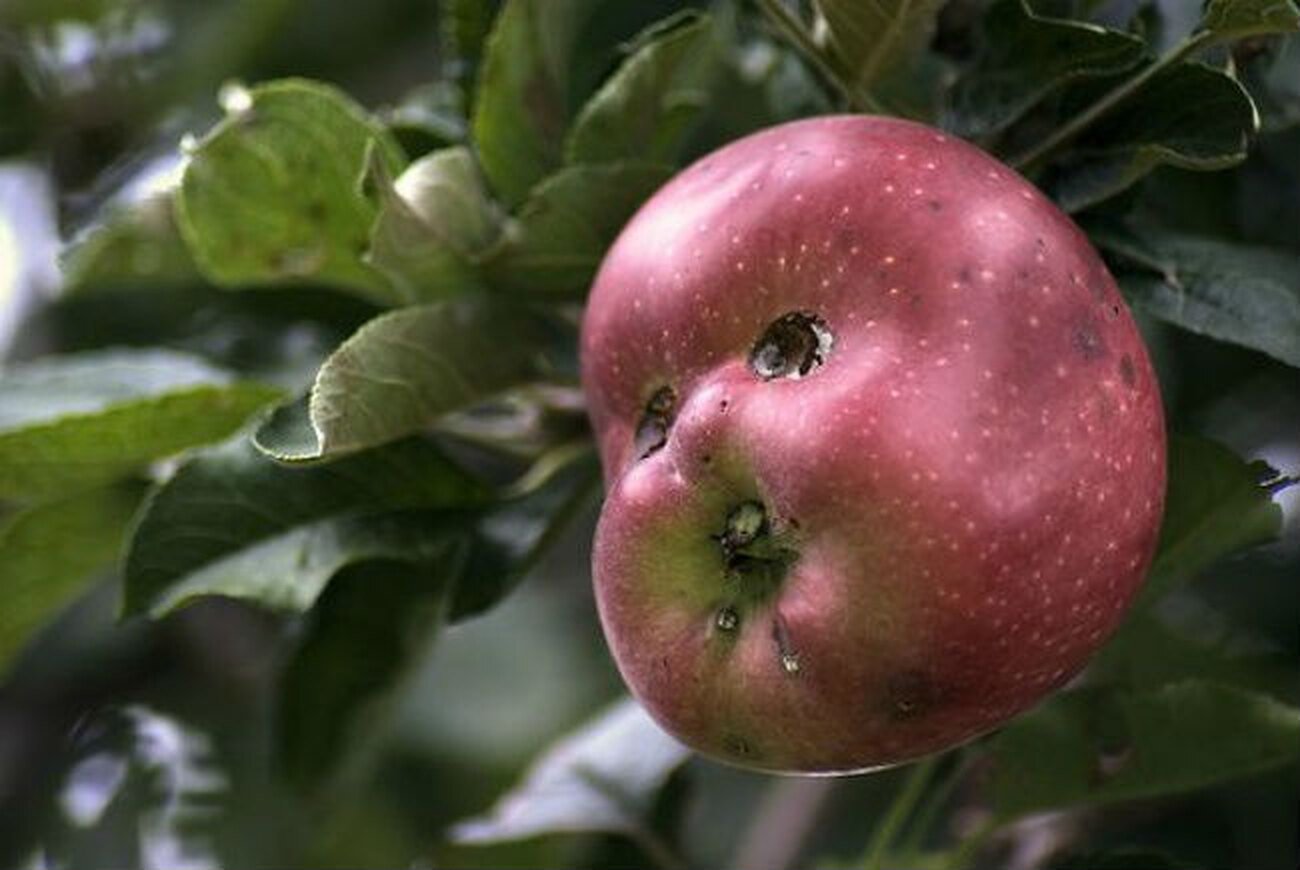 Глупое яблоко. Необычные фрукты. Необычные яблоки. Смешные фрукты. Необычные плоды растений.