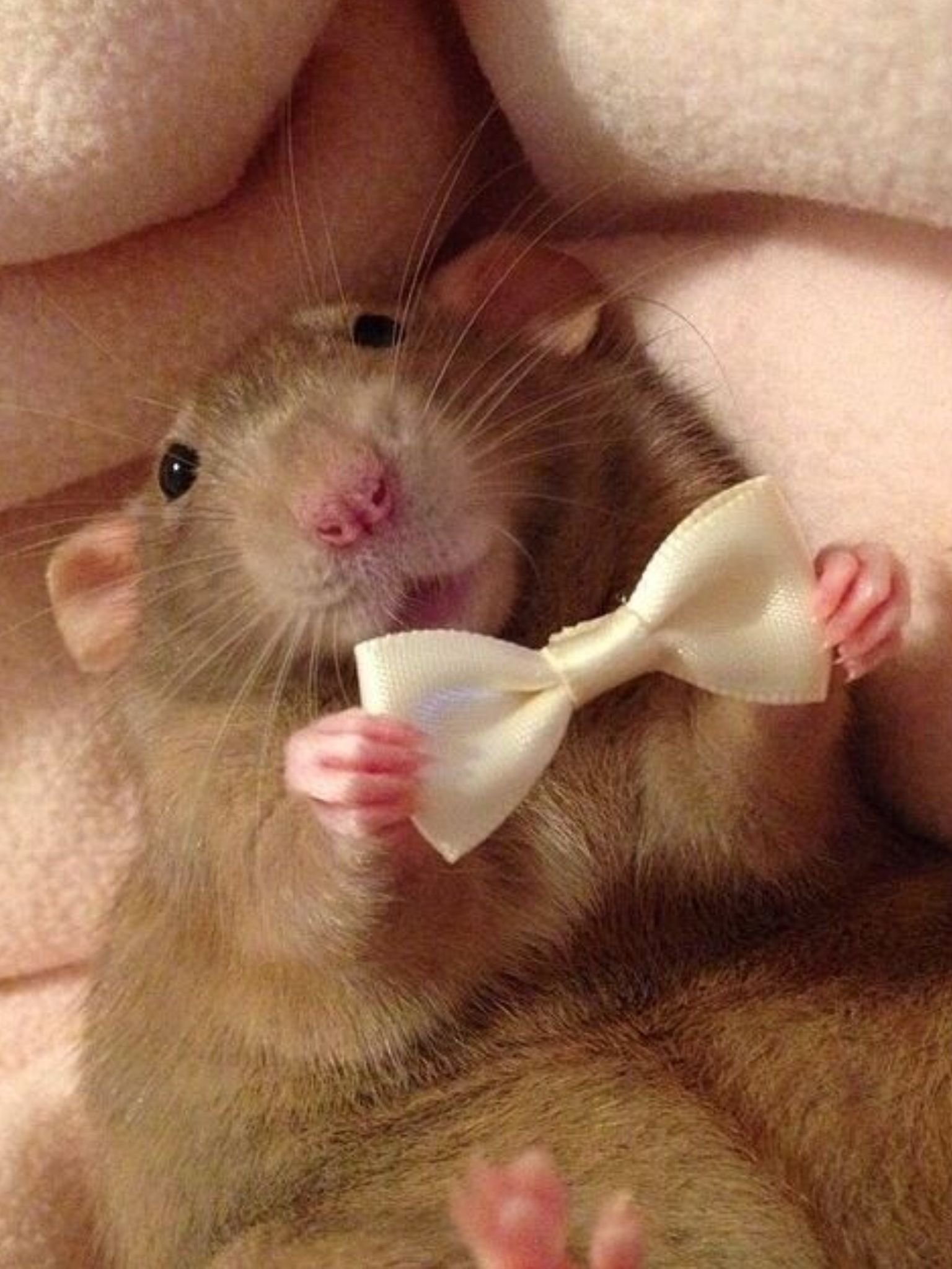 Милая мышь. Крыса Дамбо. Милая крыса. Смешные мышки. Милые мышки.