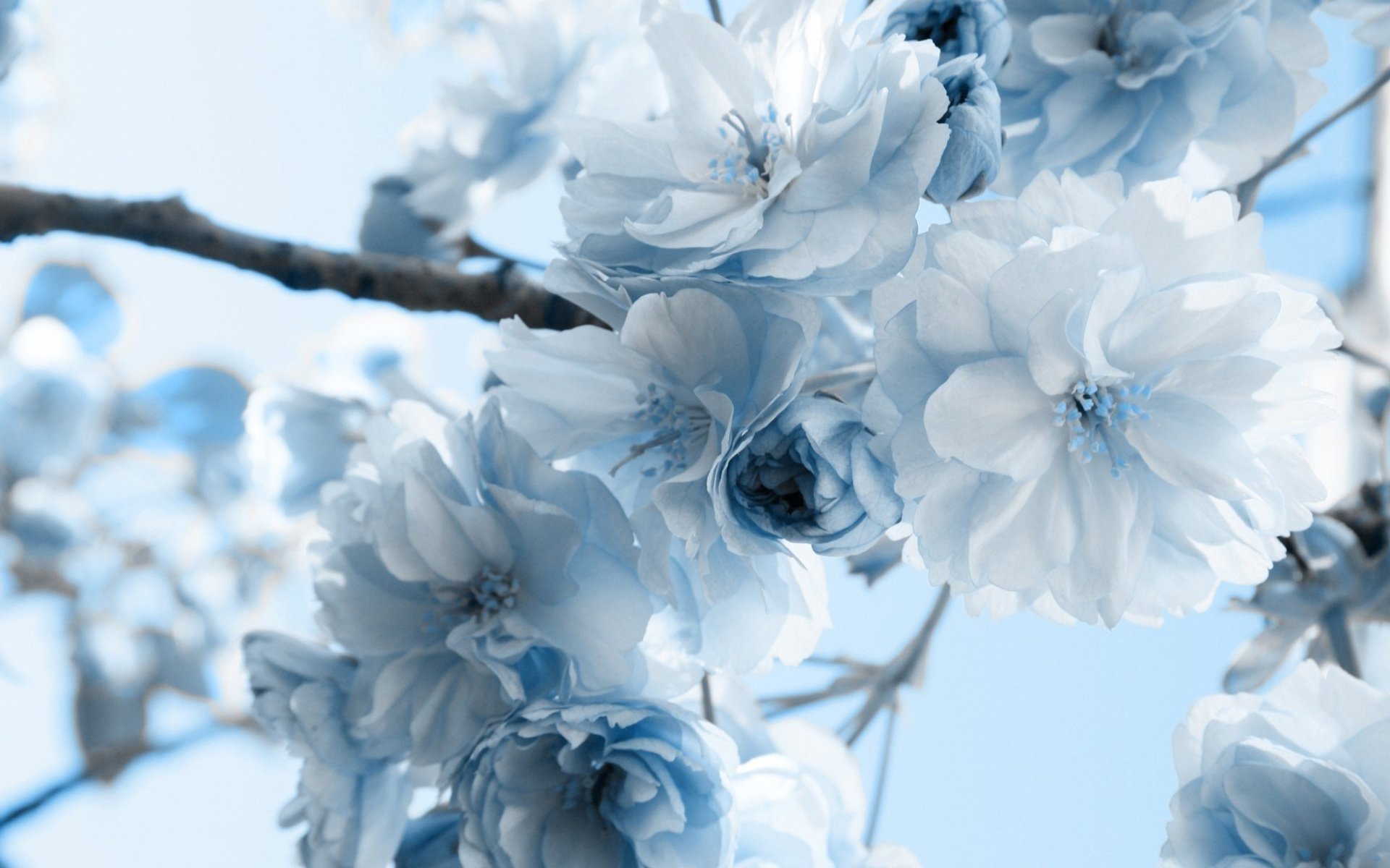 Весенние эстетичные обои. Голубые цветы. Нежные весенние цветы. Зимние цветы. Светло голубые цветы.