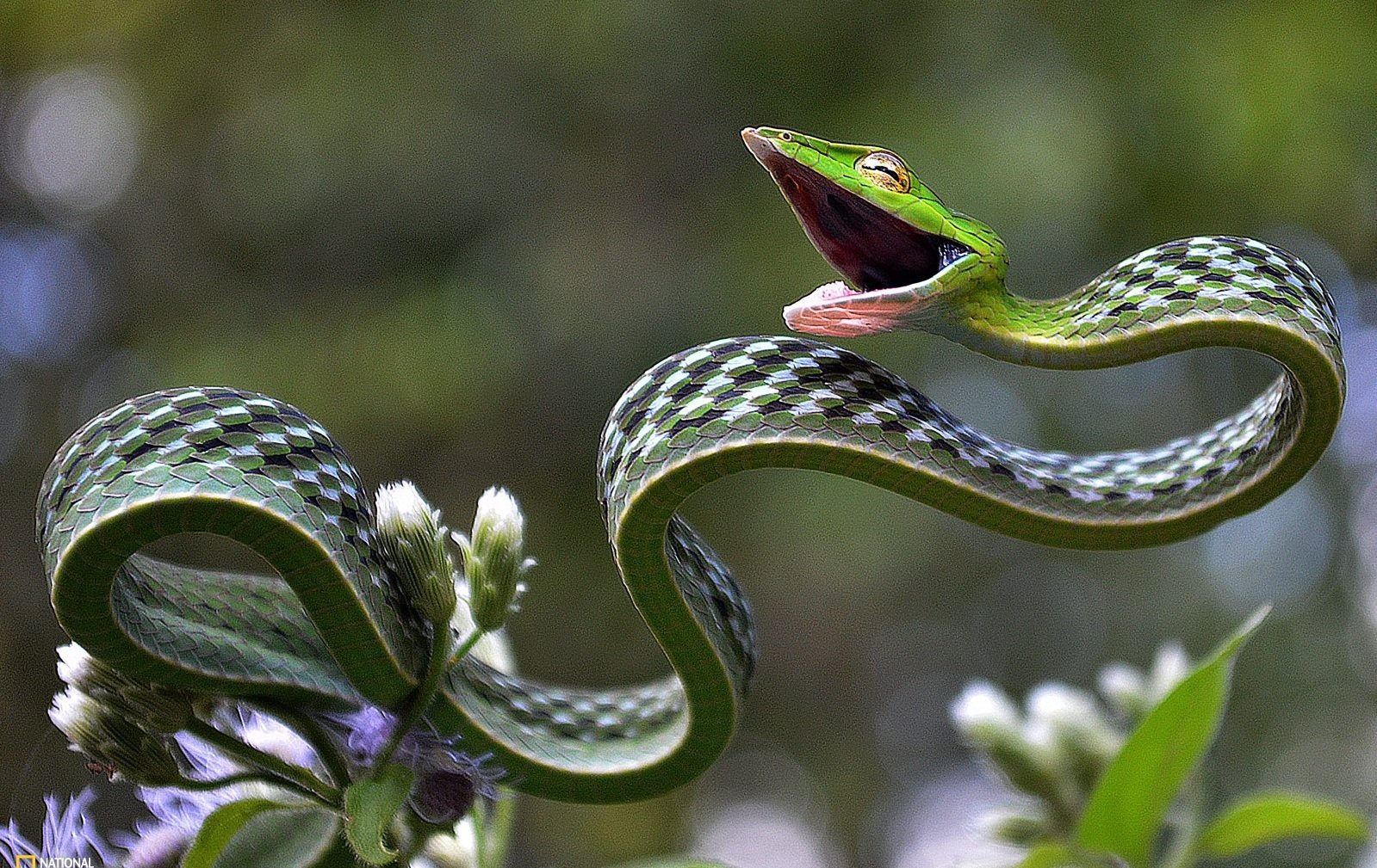 Украшенная змея. Длиннорылая плетевидка. Плетевидный полоз. Плетевидная зеленая змея. Виноградная змея (длиннорылая плетевидка).