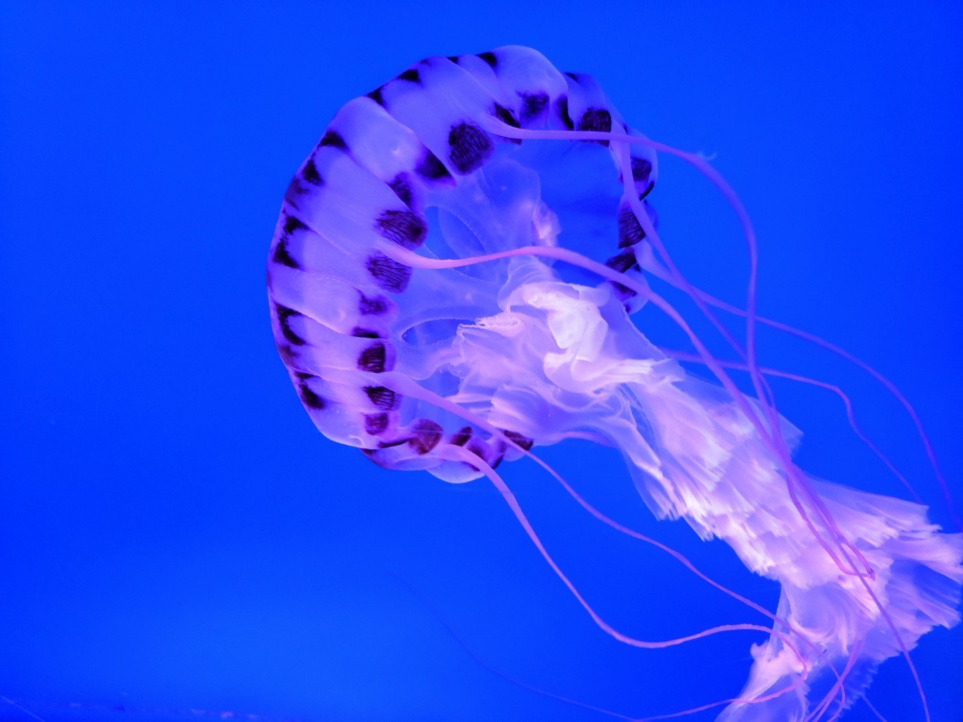 Морская крапива. Медуза волосистая цианея. Арктическая медуза цианея. Морская цианея медуза. Медуза Джеллифиш.