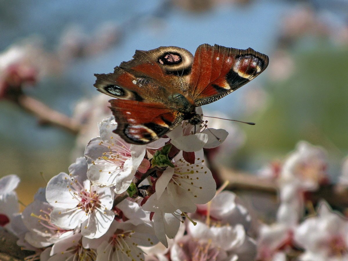 Увидеть бабочку весной. Весенние бабочки. Первые весенние бабочки. Насекомые весной.
