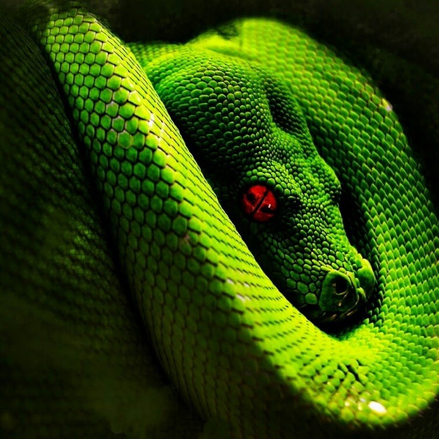 Мс змея. Змея Аспид зеленый. Питон змея. Пайтон змея. Змеи питон арт.