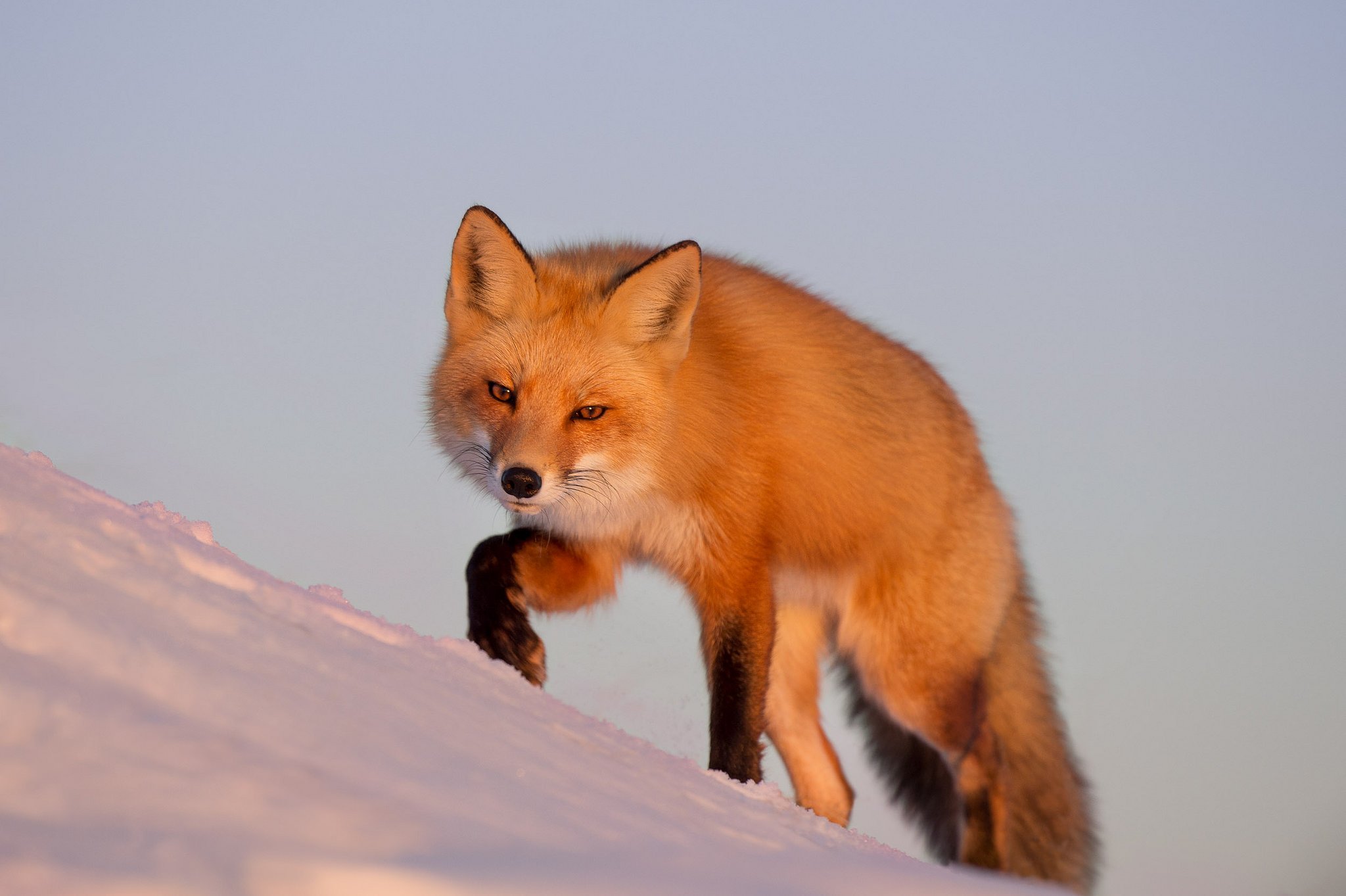 Fox на русском языке. Лисица. Красивая лиса. Рыжая лиса. Оранжевая лиса.