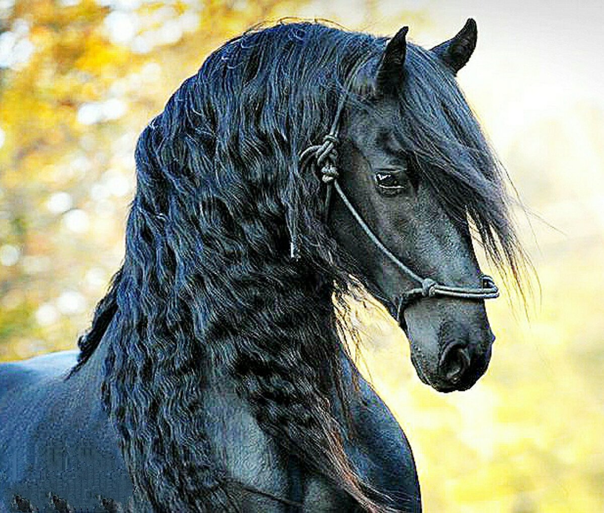 Конь с черной гривой. Фриз Фризская лошадь.