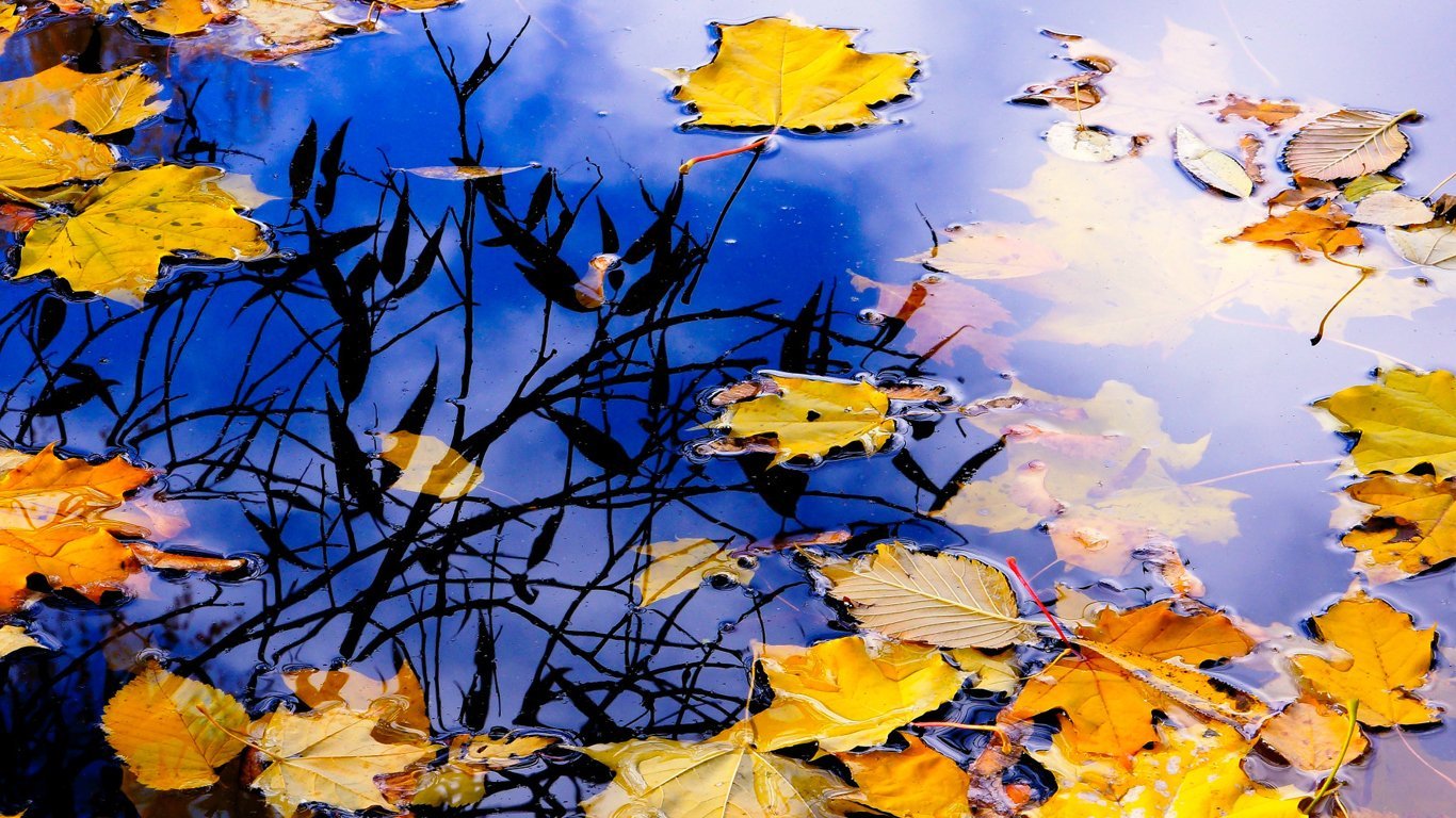 Падающие листья в воду. Осень дождь. Осенние листья на воде. Осенние лужи. Листья в луже.