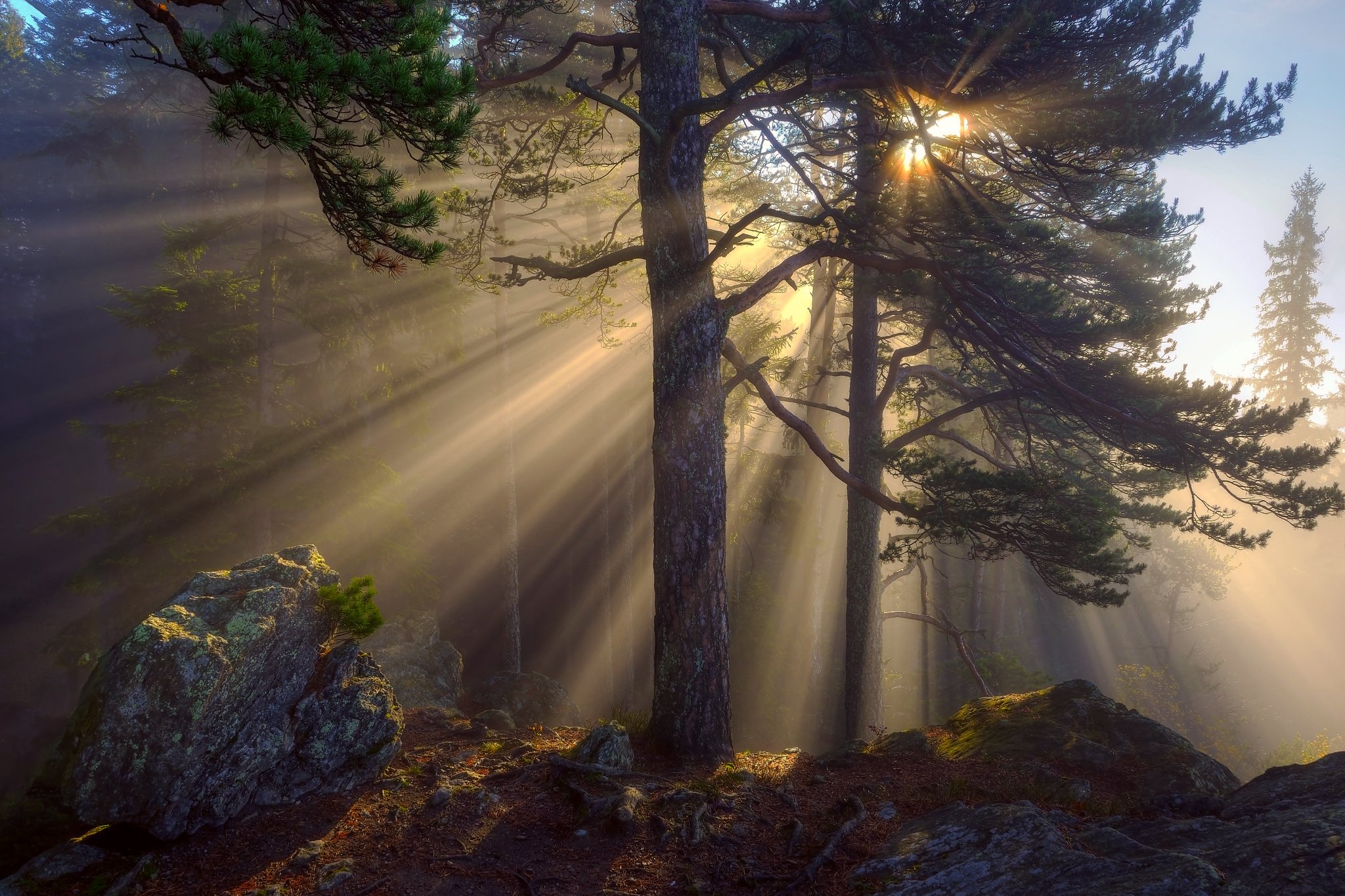 Луч света новый свет. Солнце сквозь сосны. Лучи солнца в лесу. Утро в лесу. Сосновый лес солнце.
