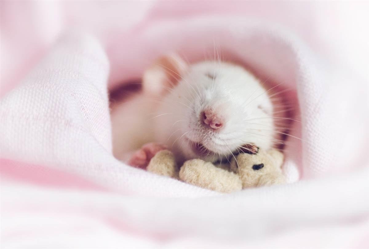Милая мышь. Милые мышки. Спящие мышата.