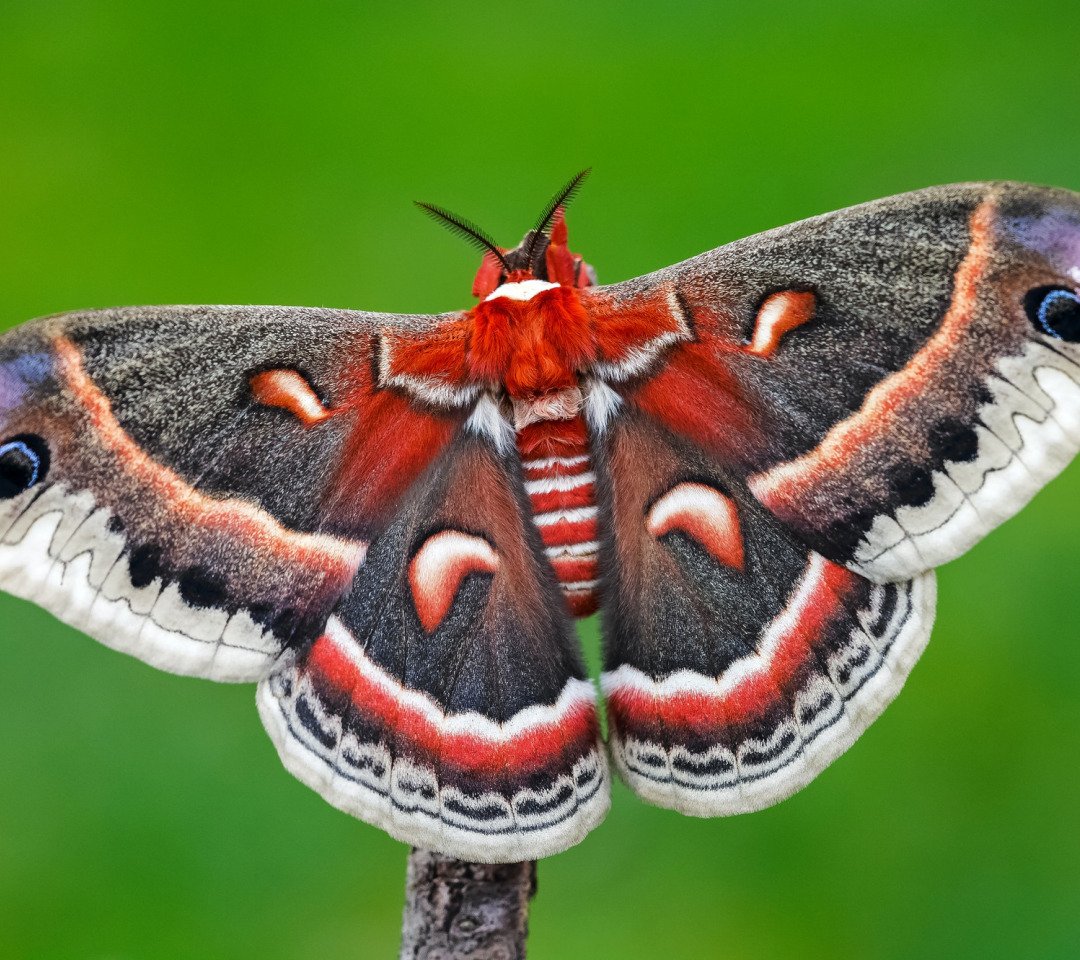 Крупные бабочки фото. Бабочка Кернс Бердвинг. Бабочка Великий мормон. Бабочка Павлиноглазка атлас. Hyalophora Cecropia.