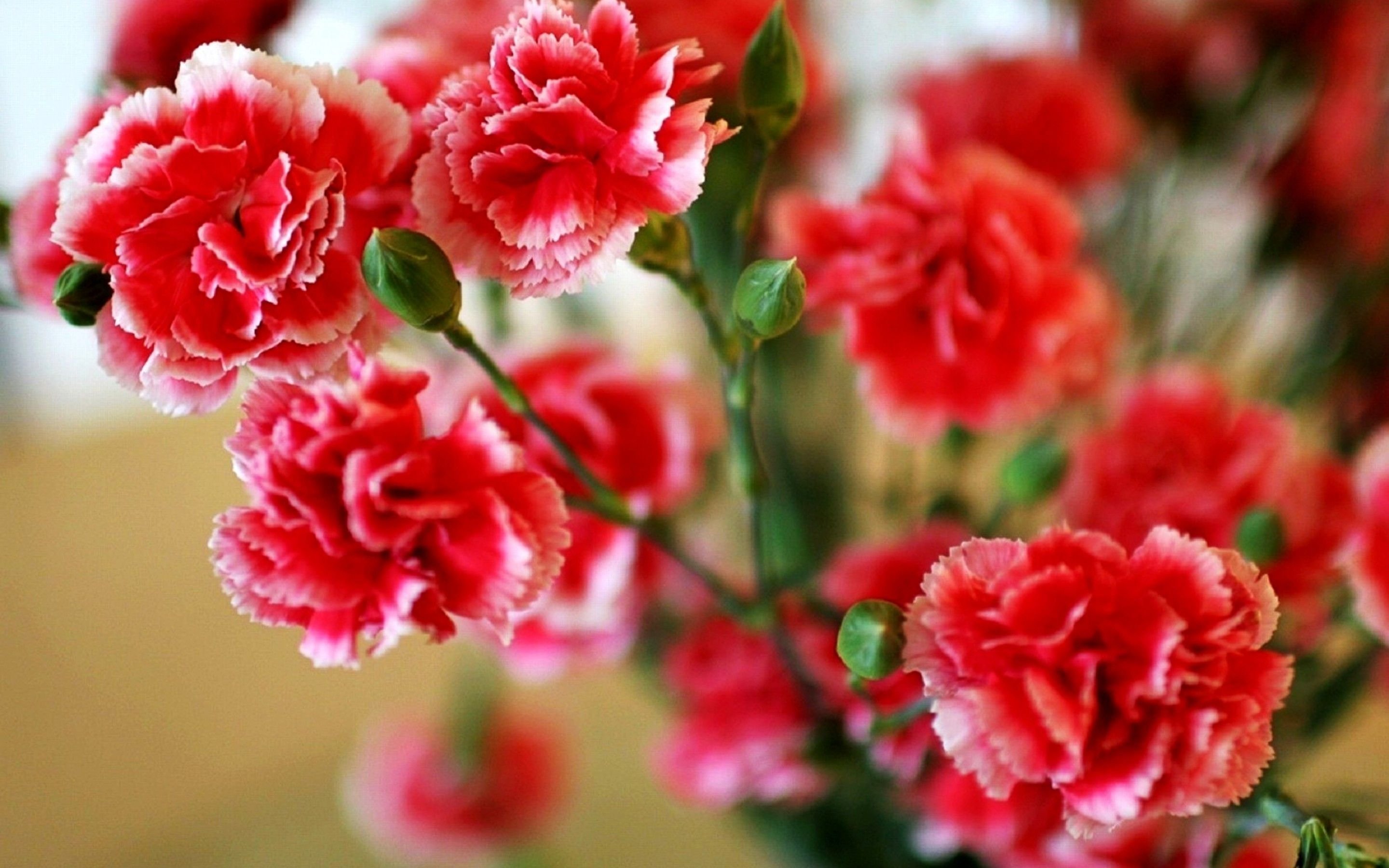 Картинки цветов гвоздик. Dianthus Red гвоздика. Гвоздика Шабо красная. Диантус с розами.